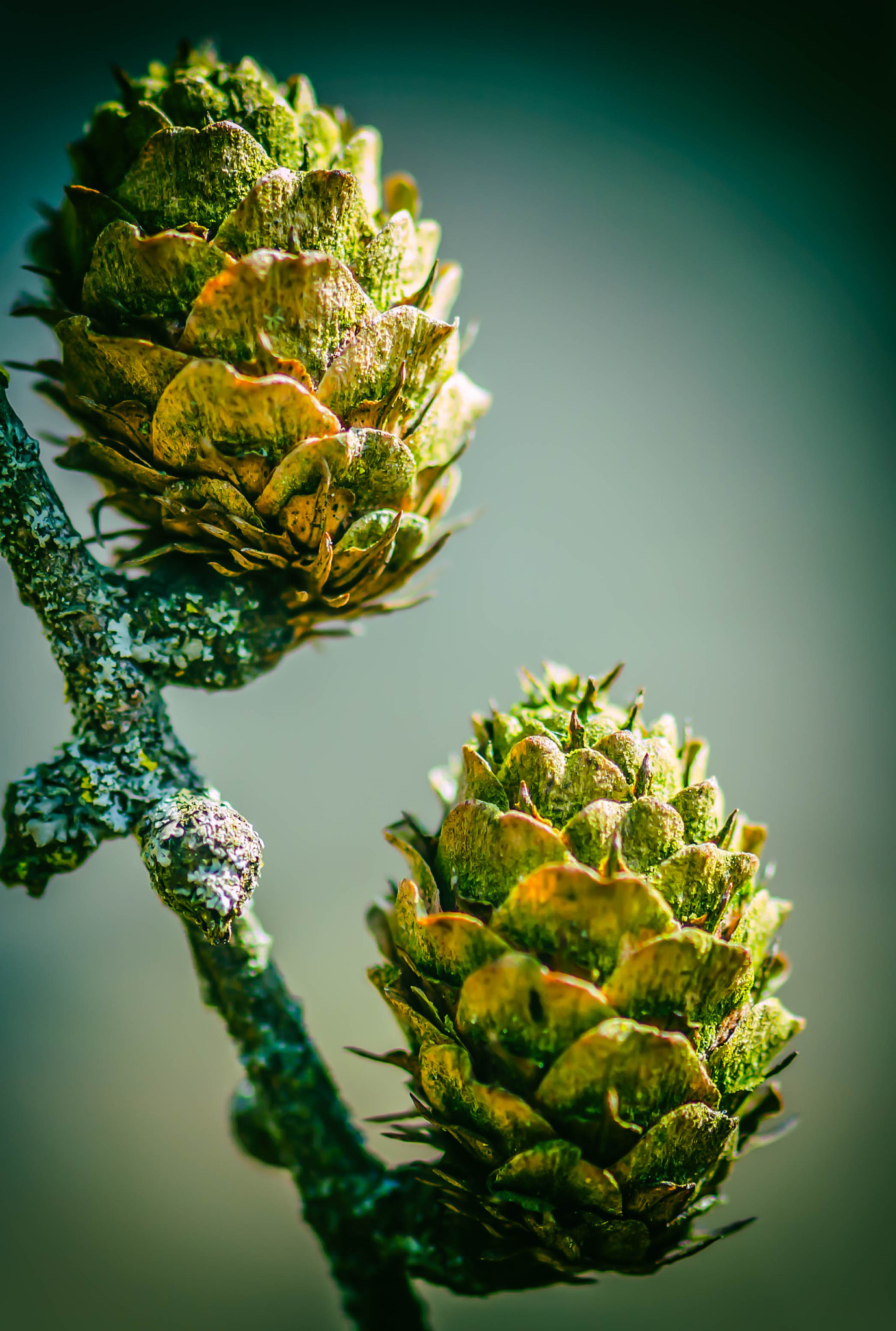 Nikon AF-S Micro-Nikkor 105mm F2.8G IF-ED VR sample photo. Mini pine cones photography