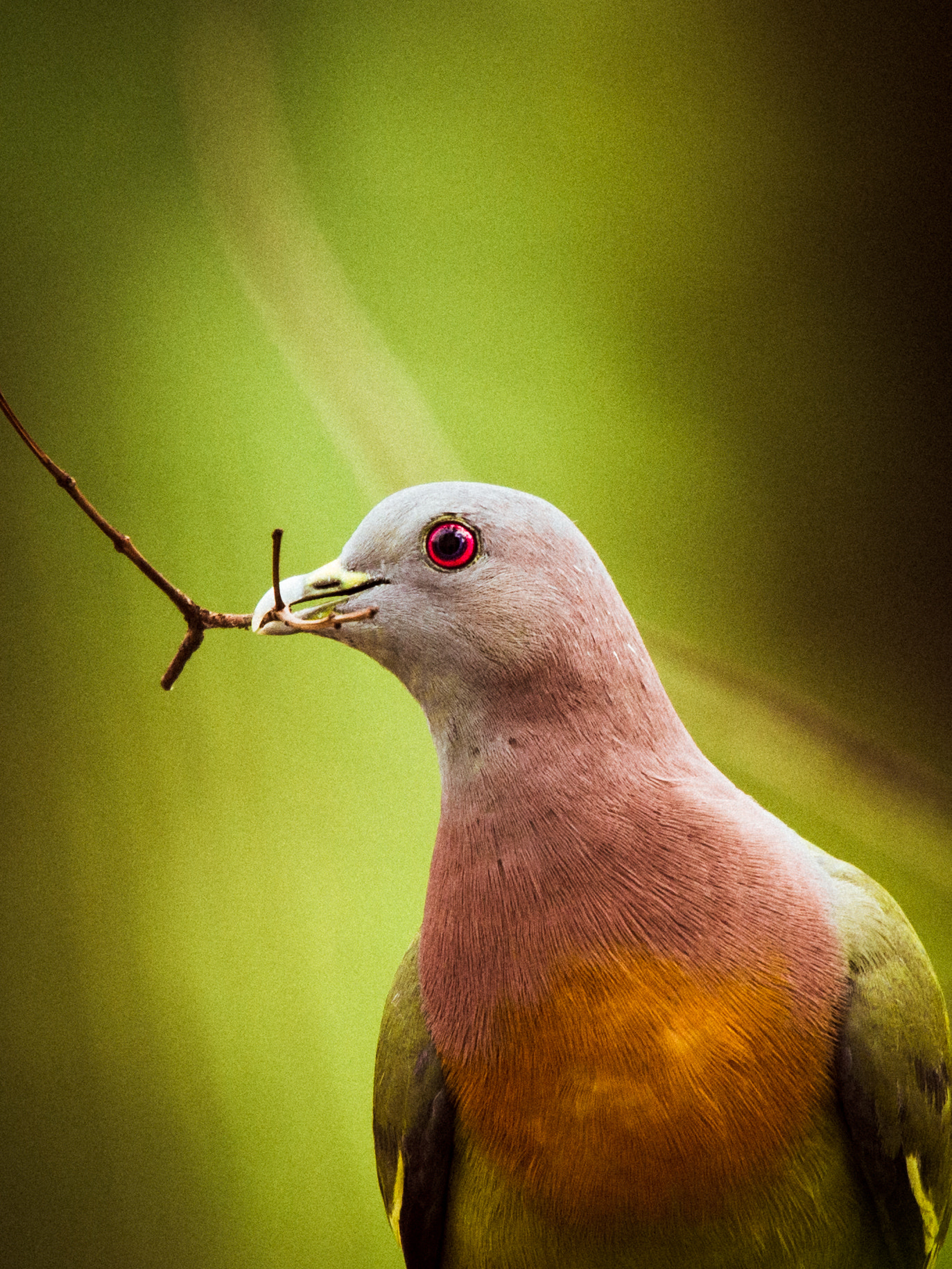 Nikon Nikkor AF-S 300mm F4E PF ED VR sample photo. Bird portrait photography