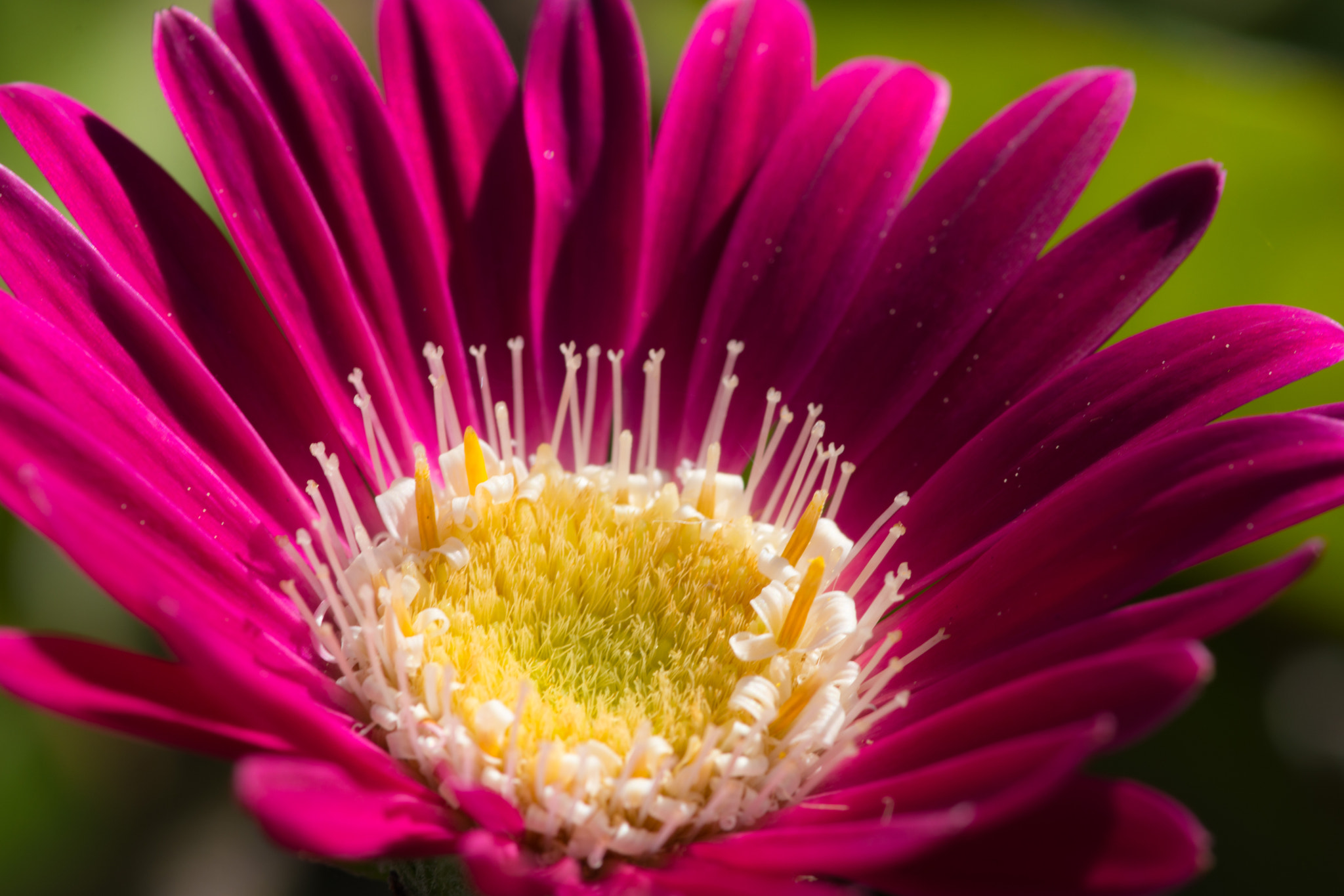 Tokina AT-X Pro 100mm F2.8 Macro sample photo. Soft center fuschia daisy photography