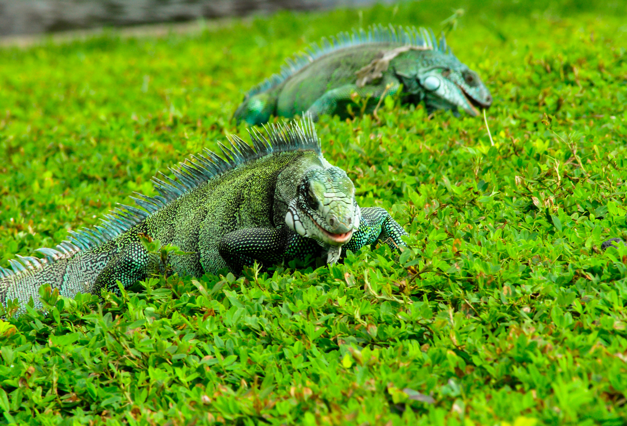 Nikon D3000 sample photo. Sem título photography