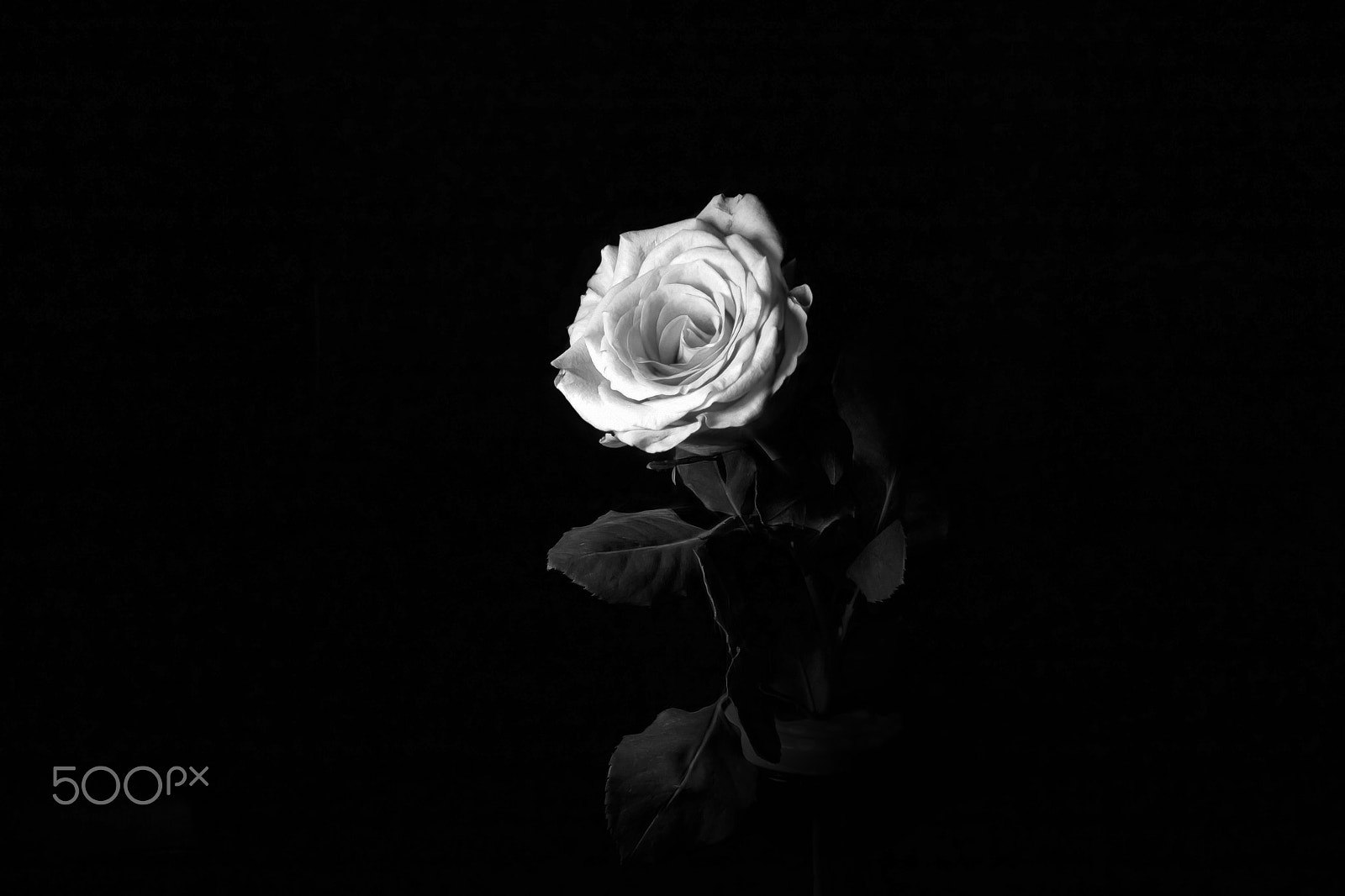Canon EOS 750D (EOS Rebel T6i / EOS Kiss X8i) sample photo. The rose photography