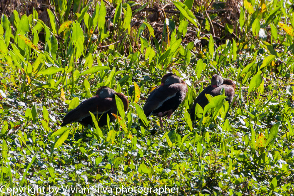 Canon EOS 40D sample photo. Ducks photography