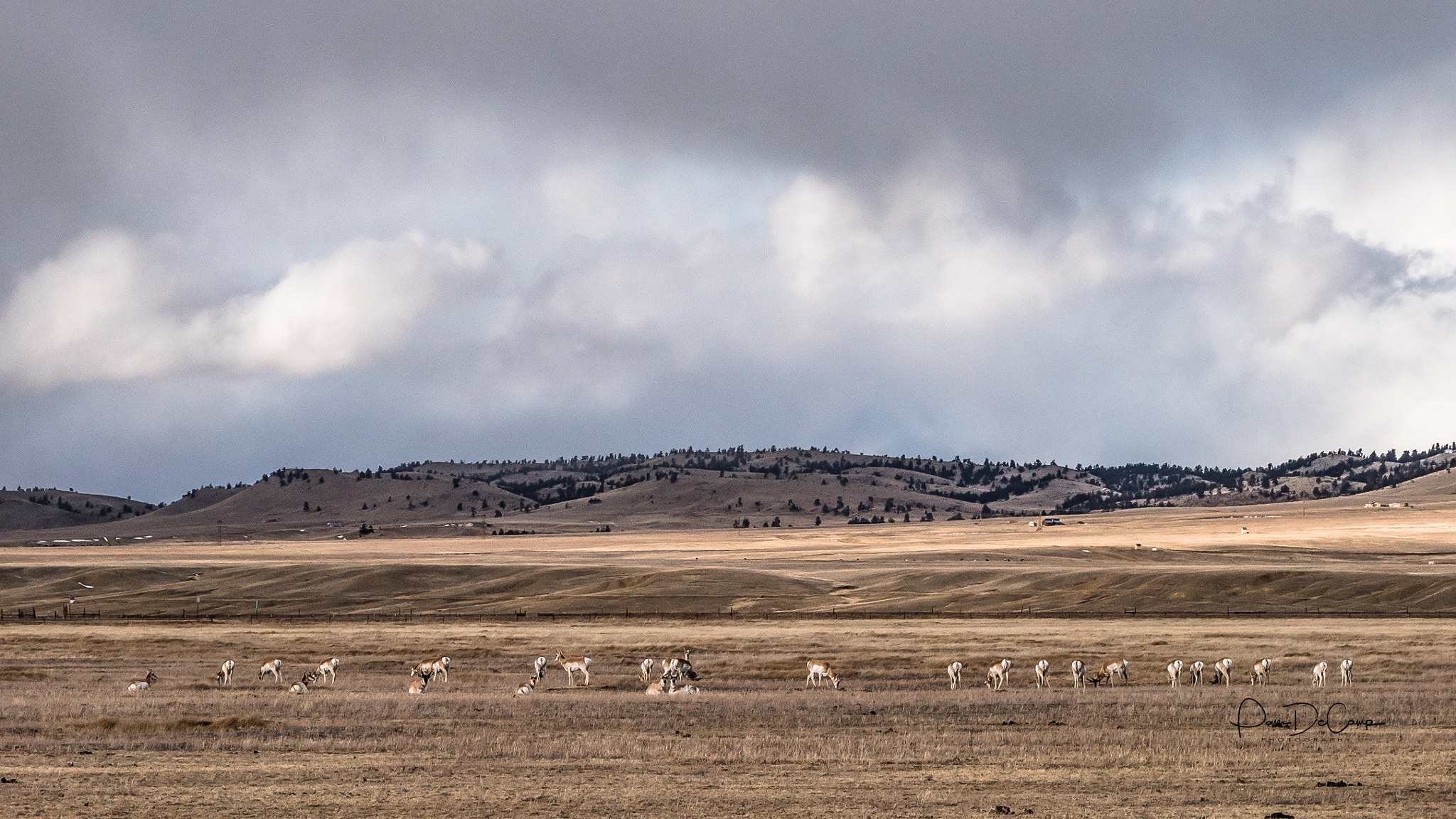 LUMIX G VARIO 12-60/F3.5-5.6 sample photo. Antelope in colorado photography