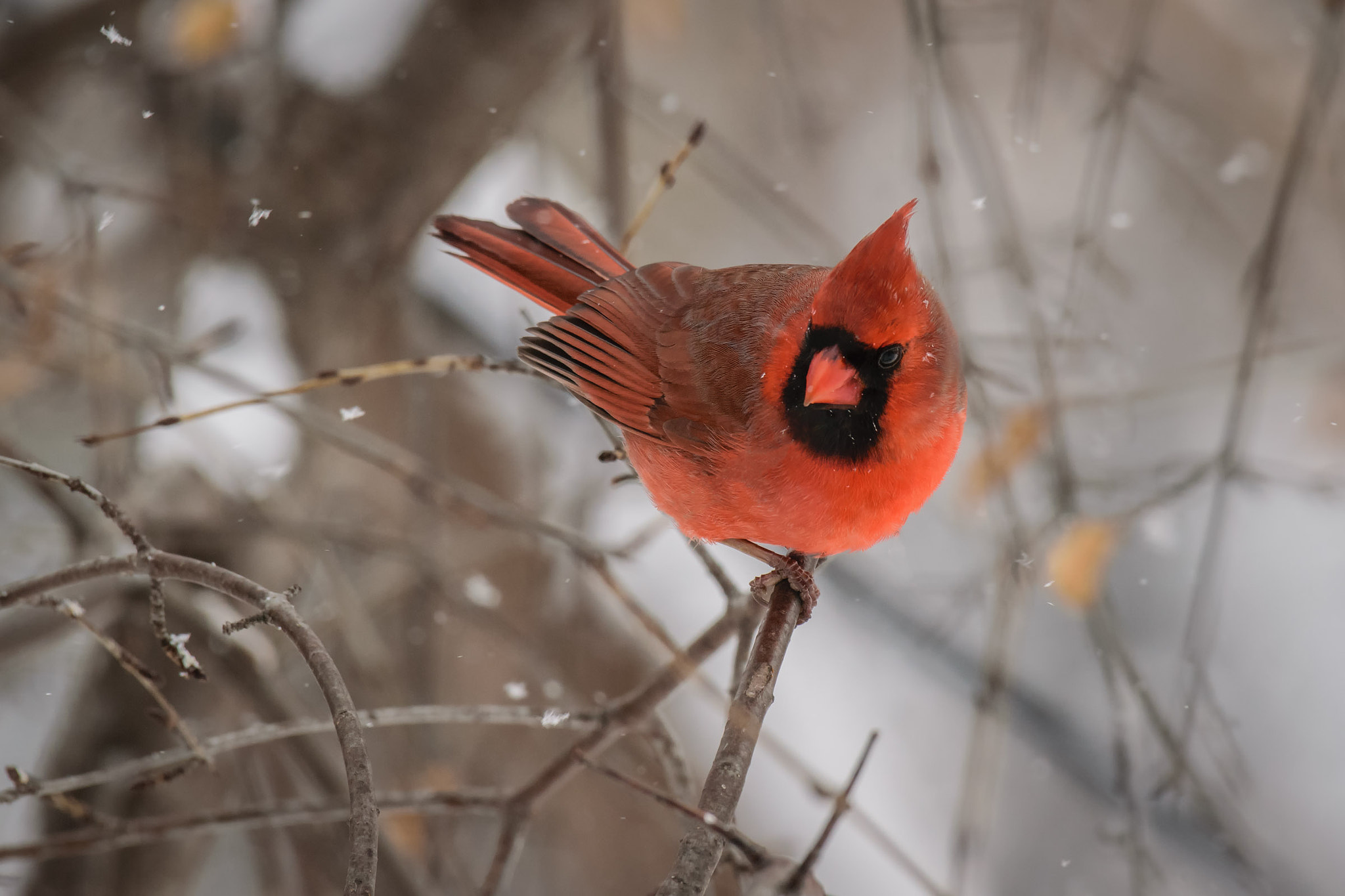 Nikon AF-S Nikkor 200-500mm F5.6E ED VR sample photo. Northern cardinal photography