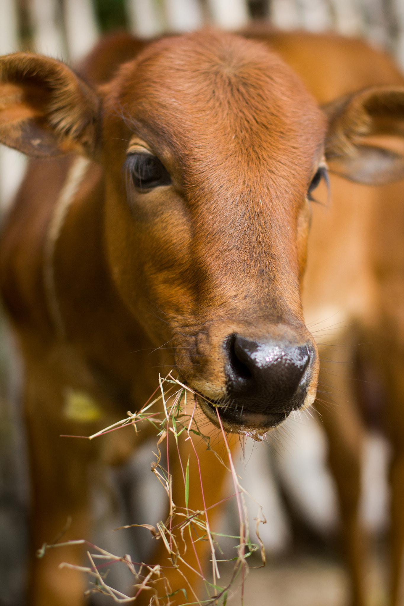Canon EOS 550D (EOS Rebel T2i / EOS Kiss X4) + Canon EF 50mm F1.4 USM sample photo. Cute cattle photography