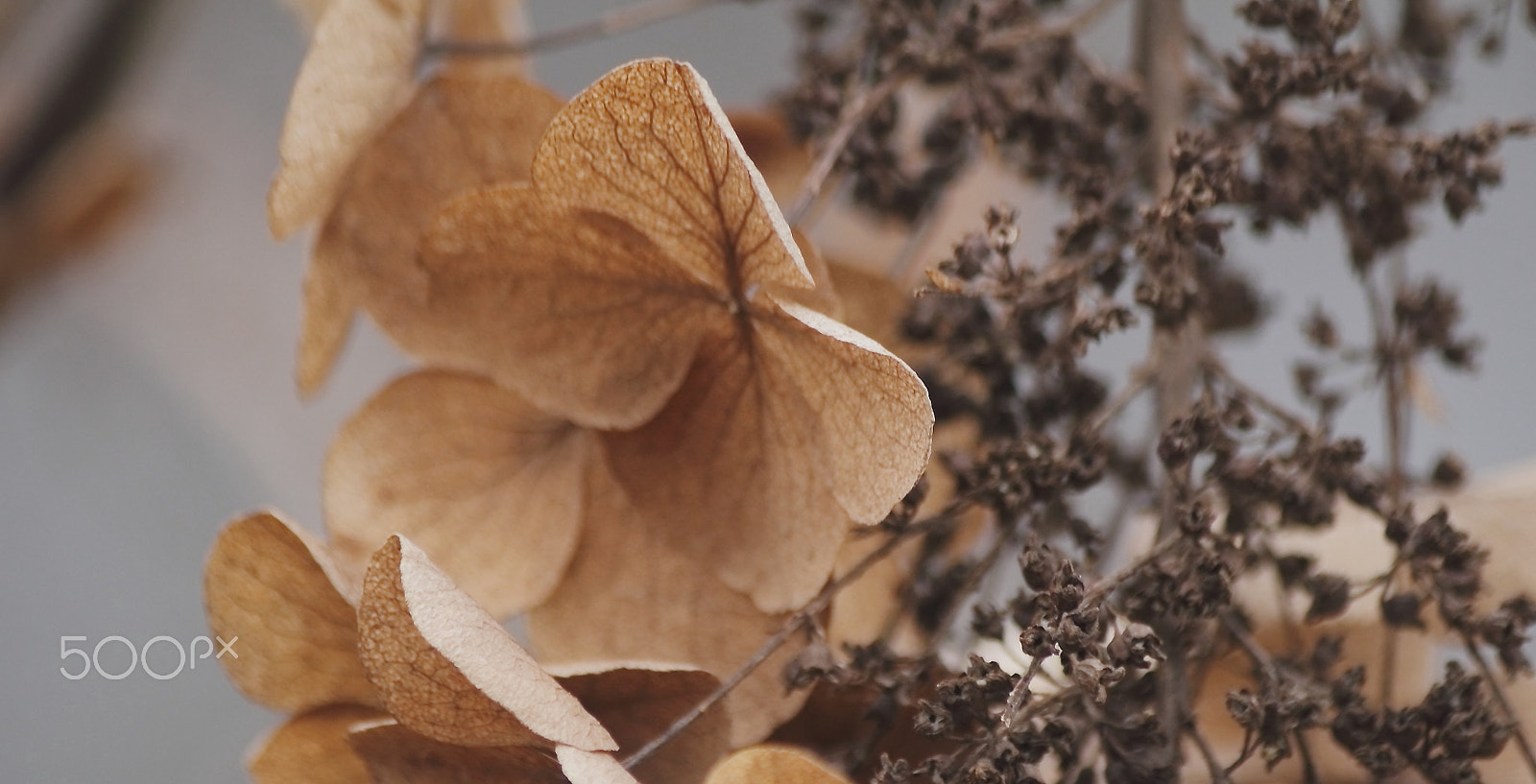 Canon EF-S 55-250mm F4-5.6 IS sample photo. Fading treasure photography