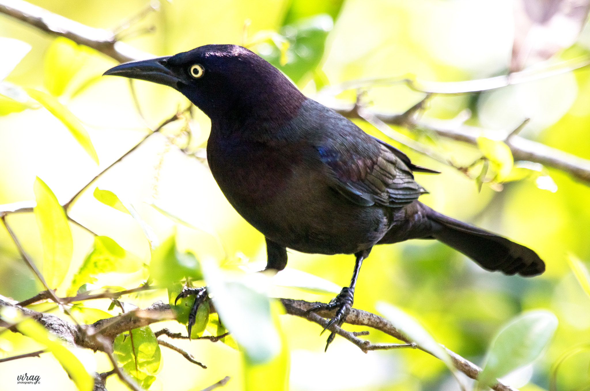Canon EF 100-400mm F4.5-5.6L IS USM sample photo. Common grackle photography