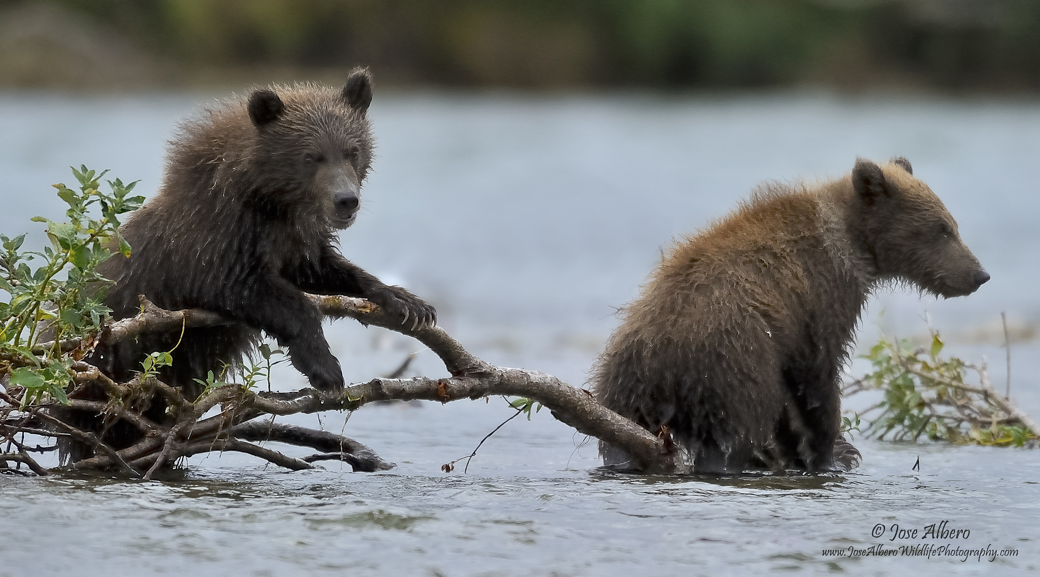 Nikon AF-S Nikkor 500mm F4D ED-IF II sample photo. Cubs from katmai photography