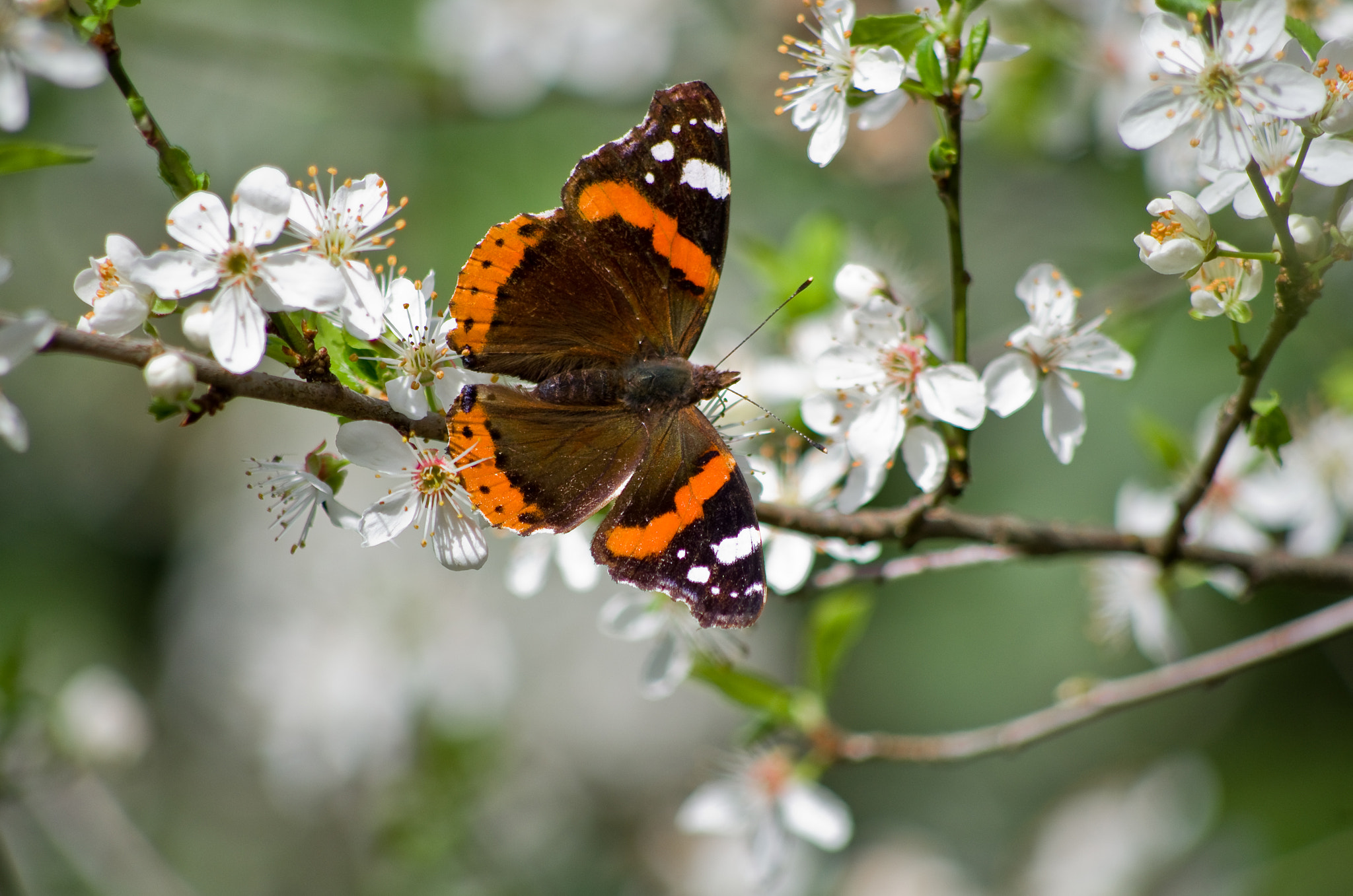 HD Pentax DA 55-300mm F4.0-5.8 ED WR sample photo. Le vulcain (vanessa atalanta) photography