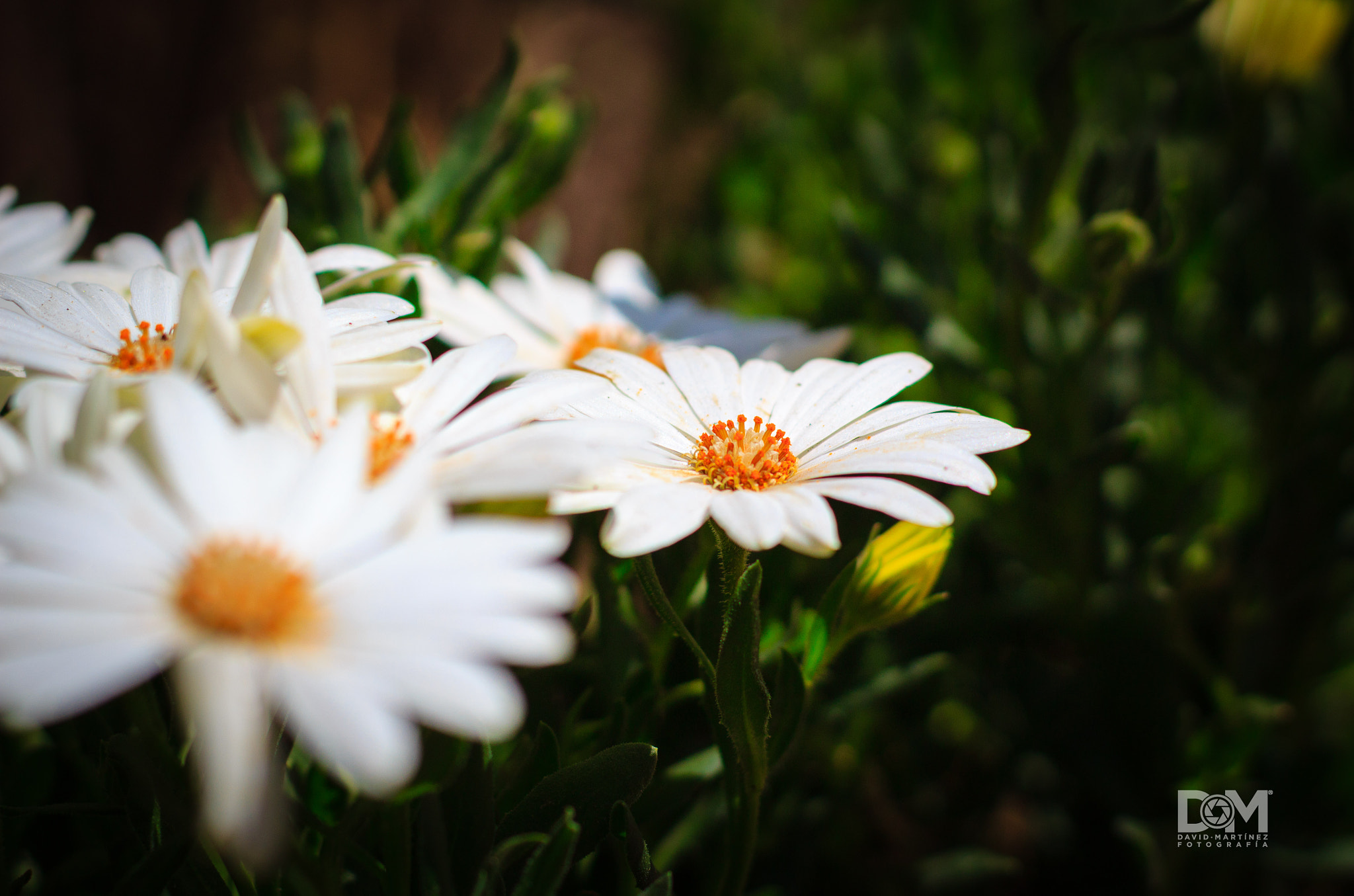 Canon EF 50mm F1.4 USM sample photo. Que cada estrella fuese una flor photography