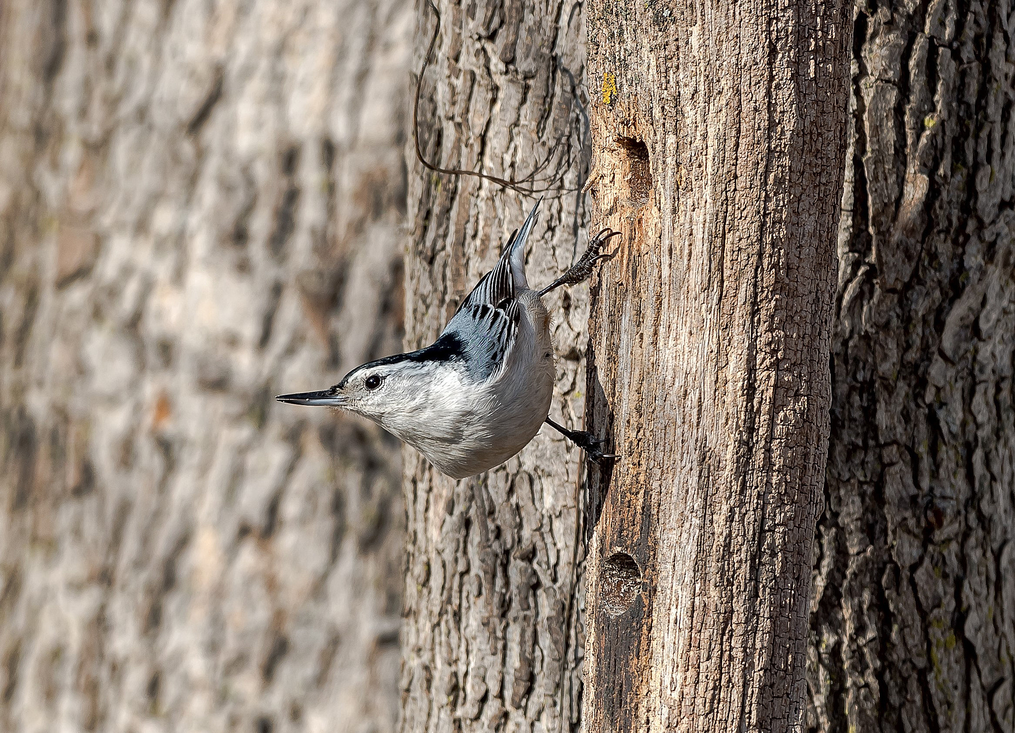 Nikon AF-S Nikkor 500mm F4D ED-IF II sample photo. White_breasted nuthatch photography