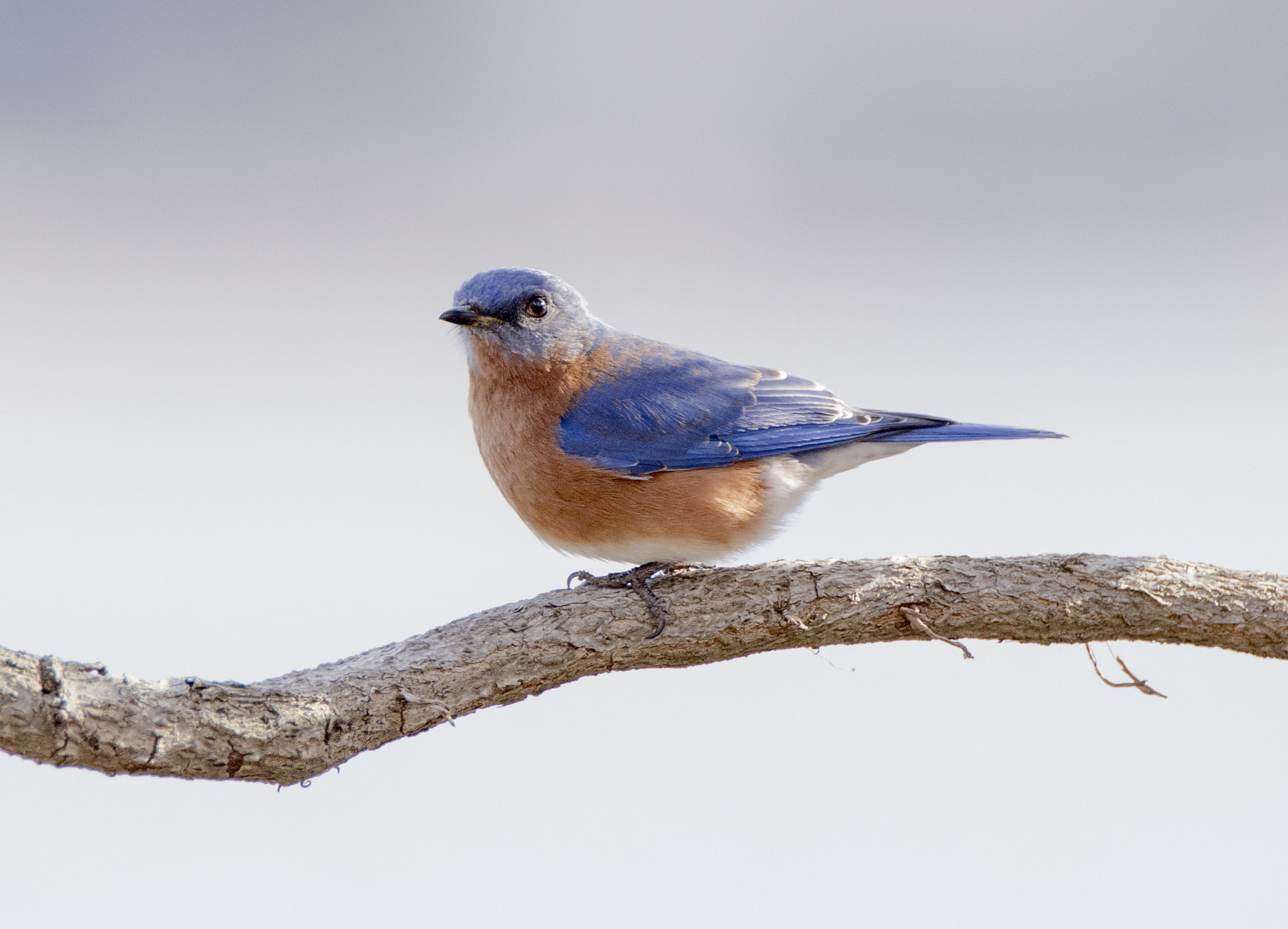 Sony ILCA-77M2 + Tamron SP 150-600mm F5-6.3 Di VC USD sample photo. Eastern bluebird, backlit photography