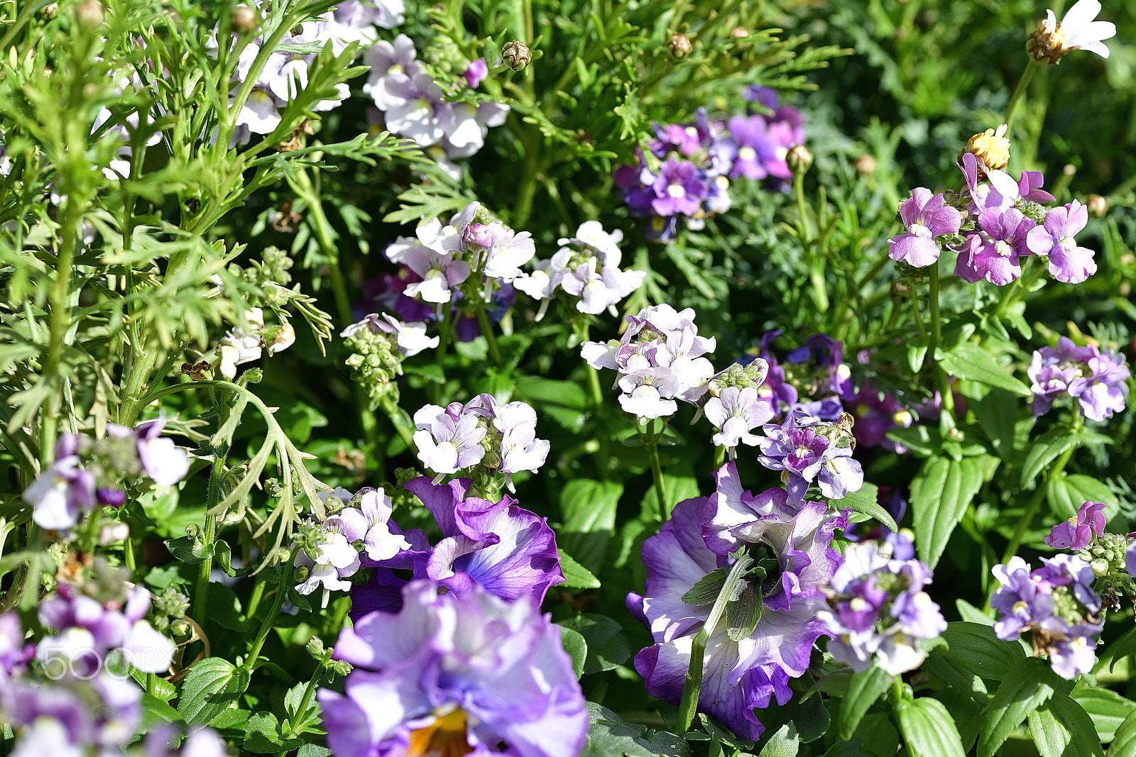 Nikon AF-S Micro-Nikkor 105mm F2.8G IF-ED VR sample photo. Purple flowers shining in sunshine photography