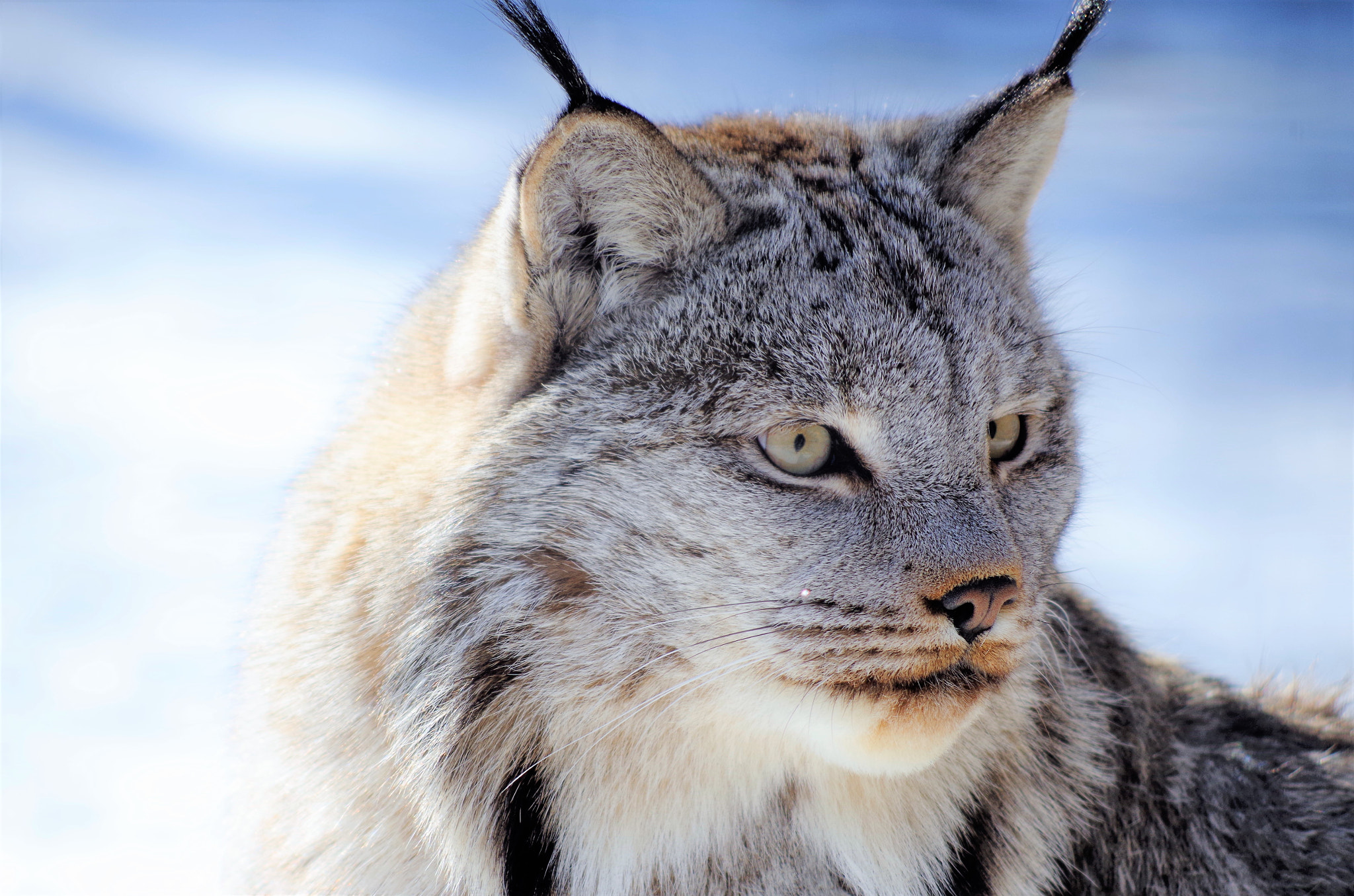 smc PENTAX-DA L 55-300mm F4-5.8 ED sample photo. Lynx photography