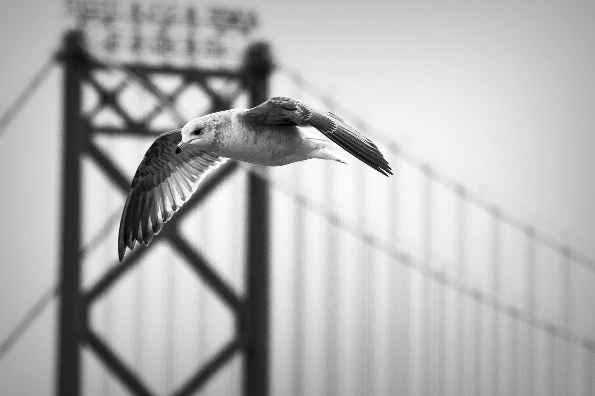Nikon D500 sample photo. Windrider. windsor, on. photography