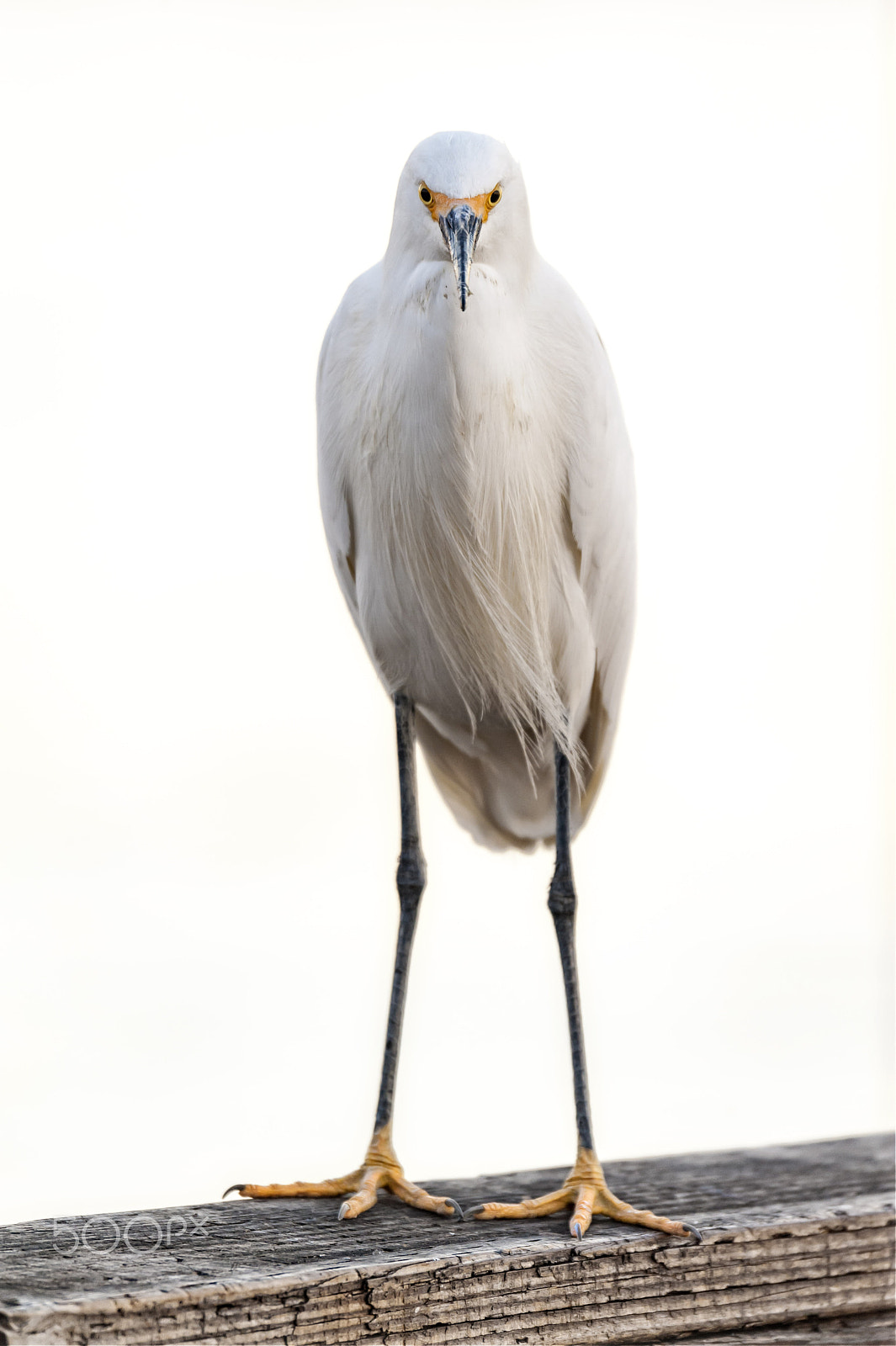 Nikon D700 sample photo. Snowy egret on the oceanside pier - march 2, 2017 photography