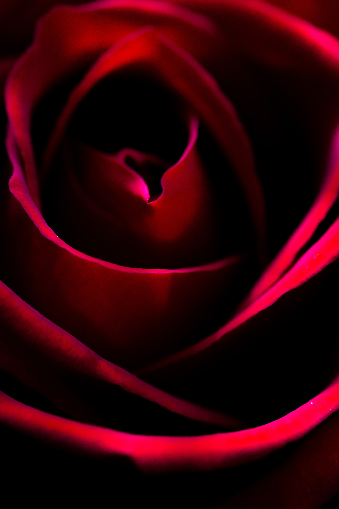Canon EF 180mm F3.5L Macro USM sample photo. Rose photography