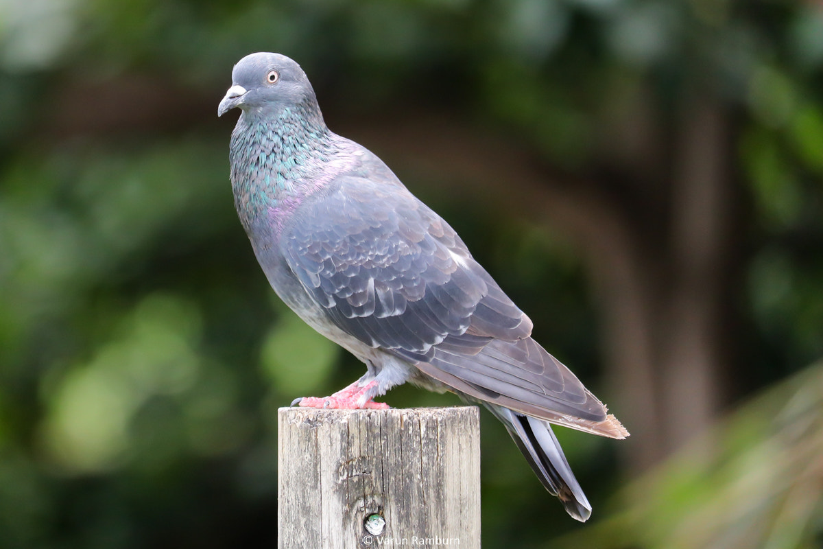 Canon EF-S 55-250mm F4-5.6 IS STM sample photo. Common wood pigeon photography