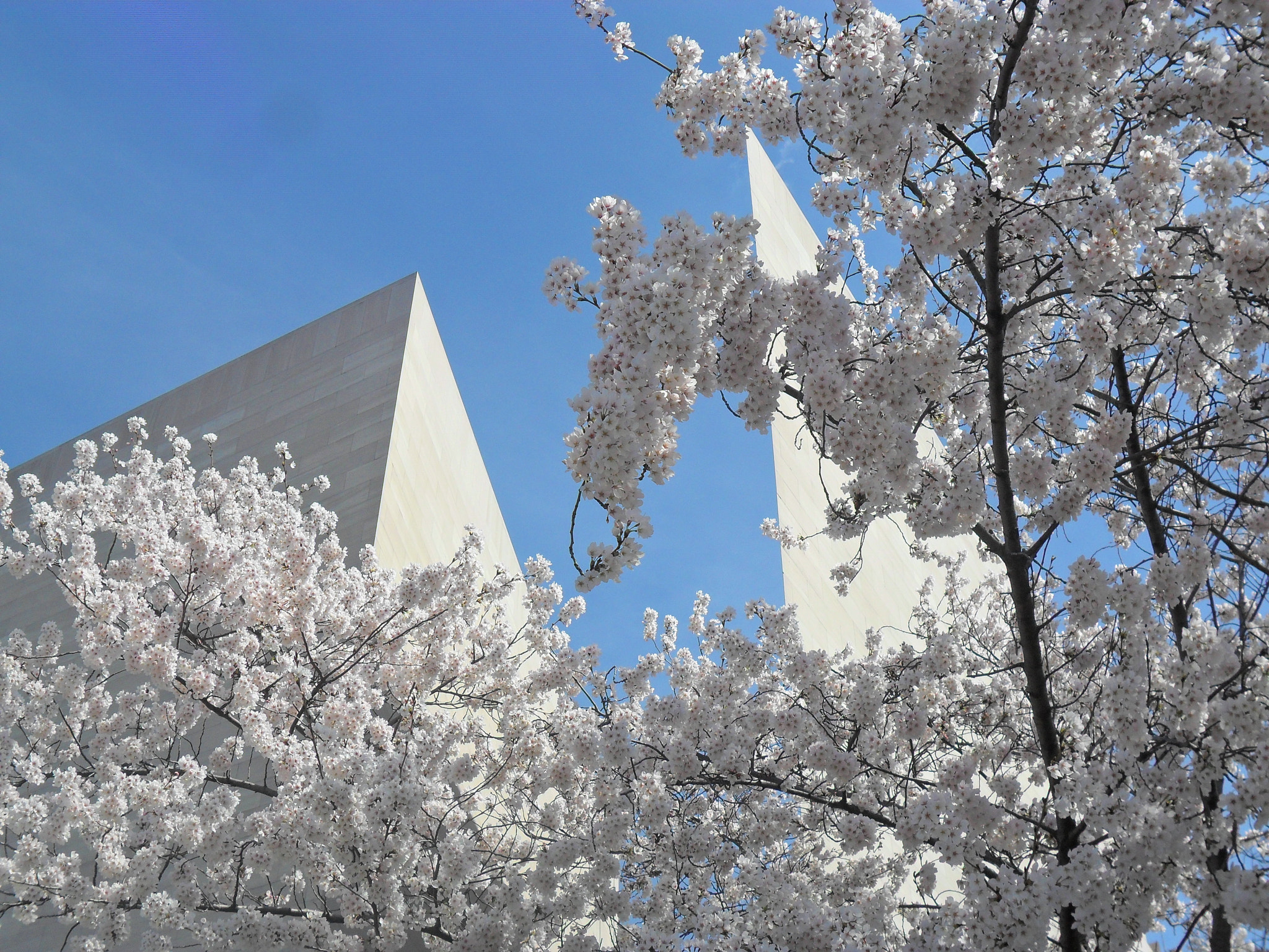 Samsung ES73 / VLUU ES73 /  SL605 sample photo. Cherry blossoms in dc photography