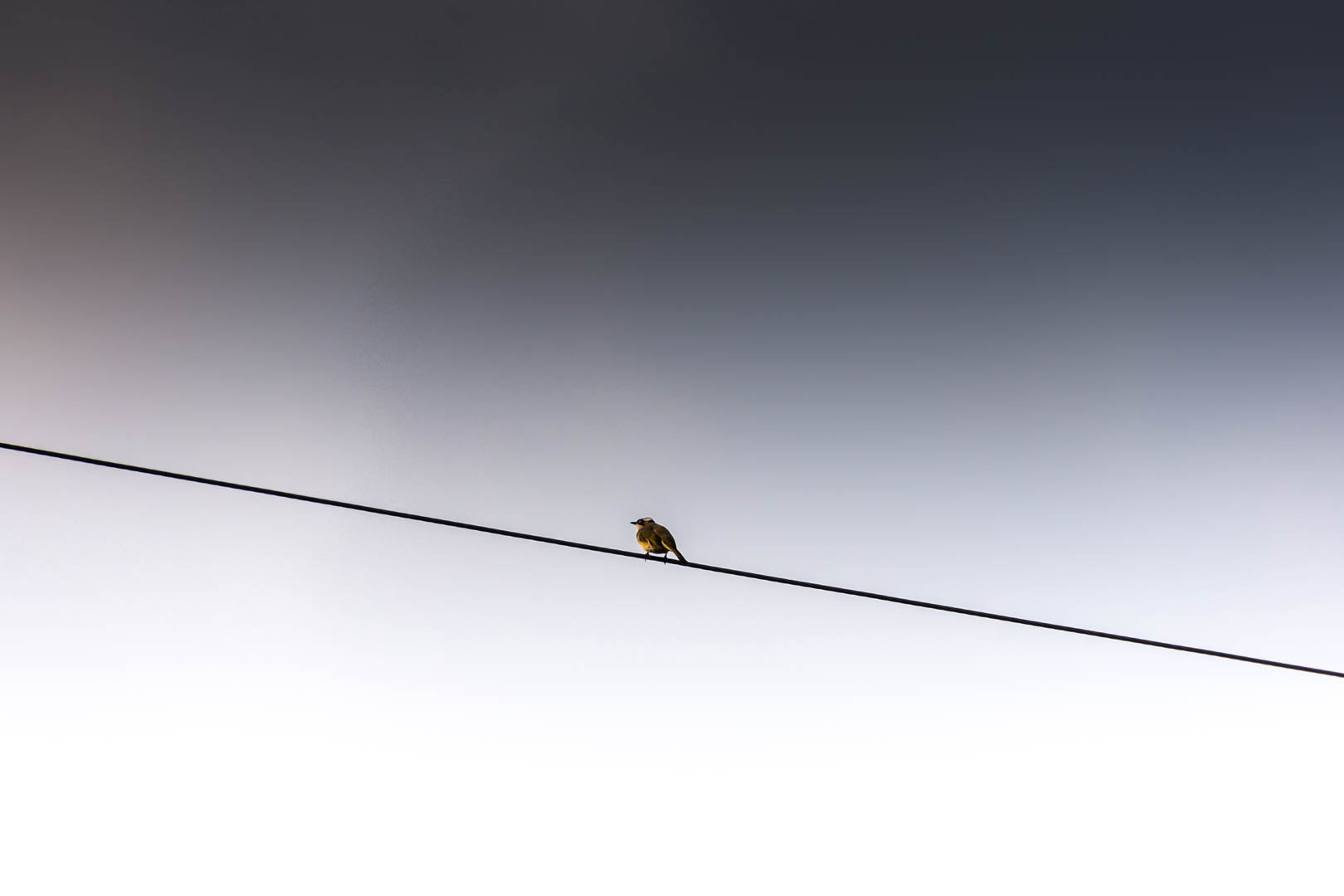 Nikon D7200 sample photo. Lonely bird photography
