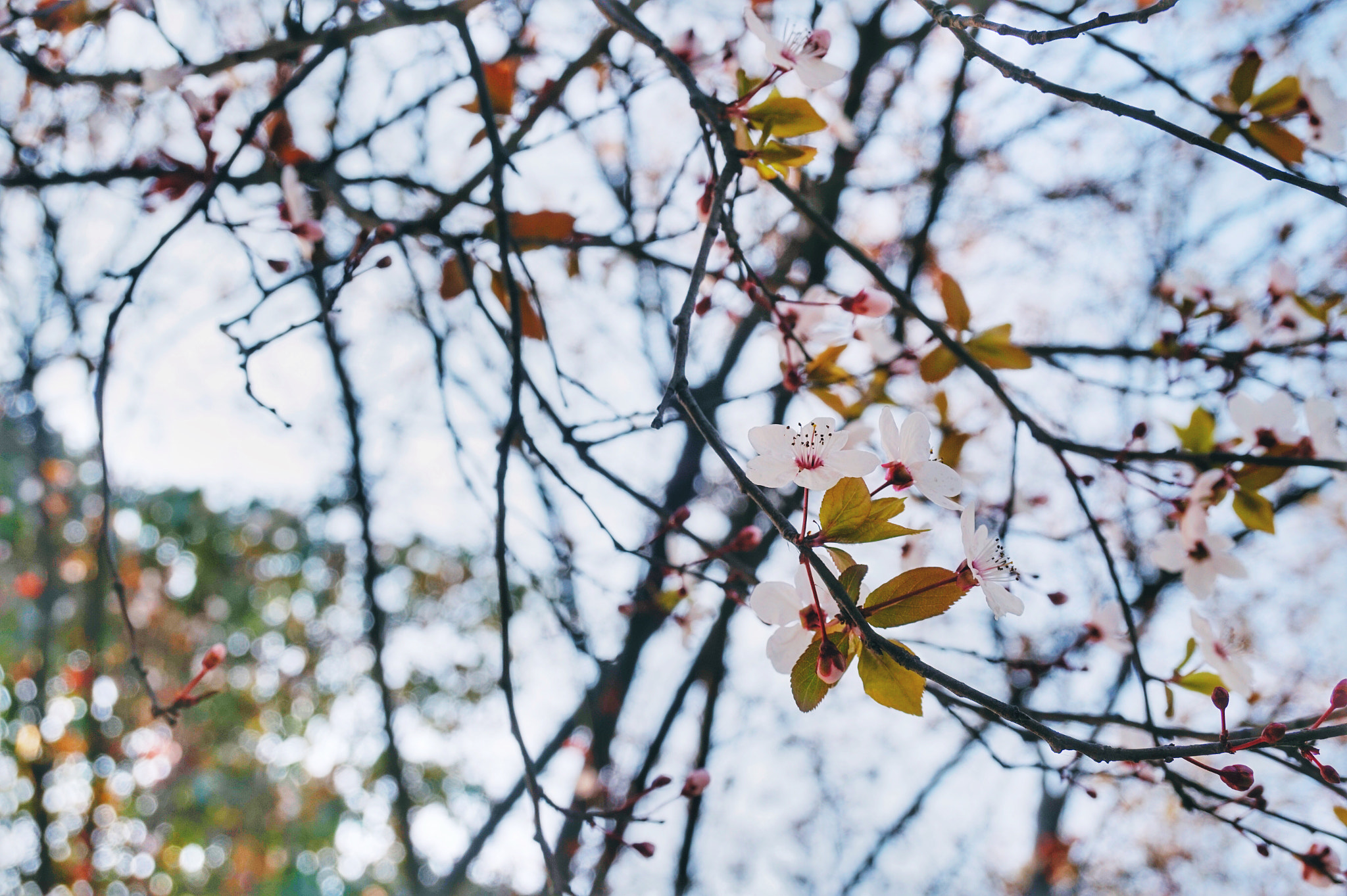 Sony Alpha a5000 (ILCE 5000) + Sony E 18-50mm F4-5.6 sample photo. Flower photography