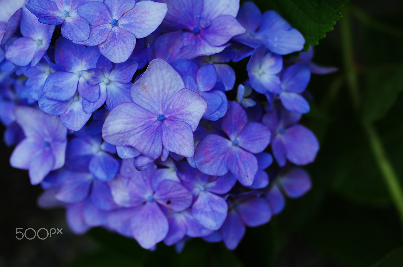 Pentax K-50 + HD Pentax DA 35mm F2.8 Macro Limited sample photo. Blue whisper 6 photography