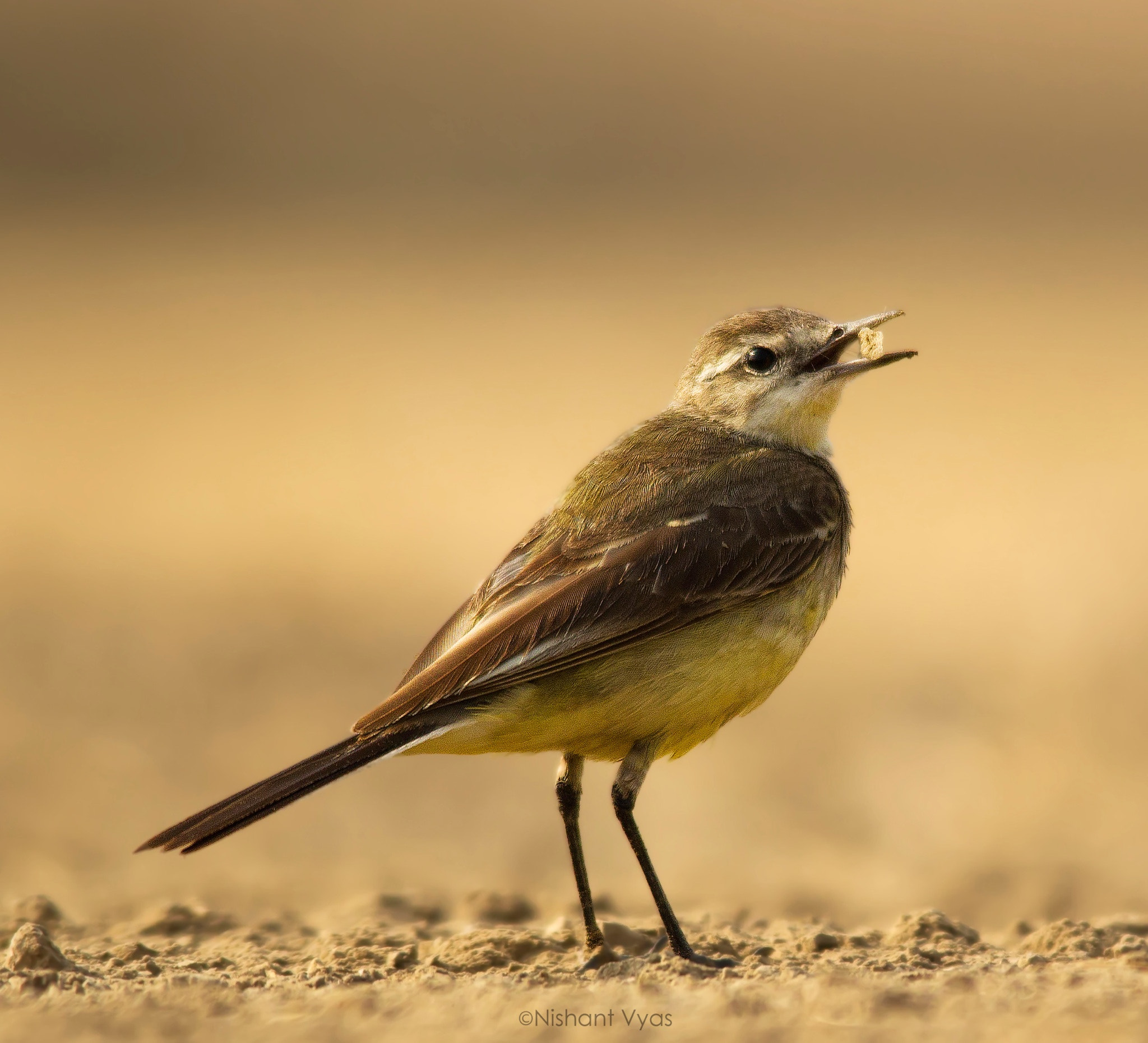 Sigma 150-500mm F5-6.3 DG OS HSM sample photo. Wagtail photography
