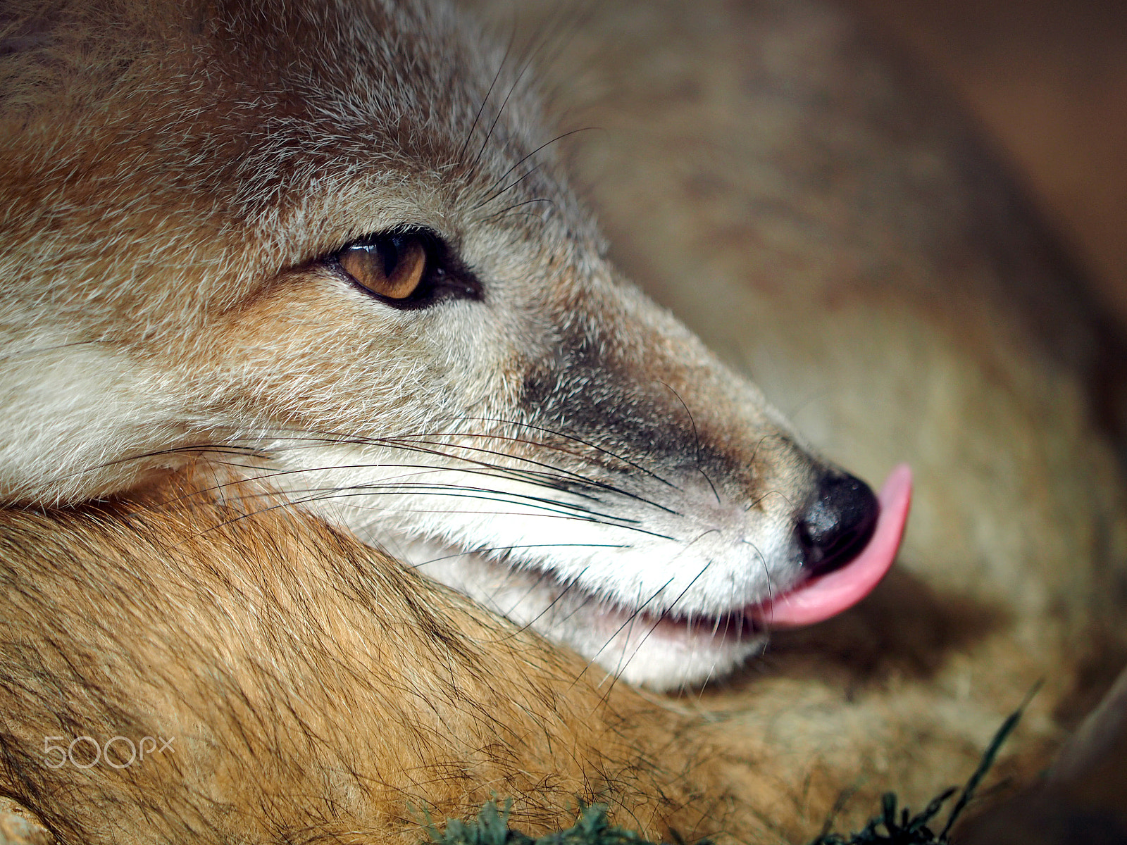 Olympus OM-D E-M1 sample photo. It's on the tip of my tongue... photography