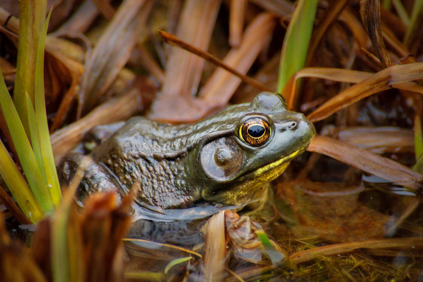 Sony Alpha DSLR-A500 + Sony DT 55-300mm F4.5-5.6 SAM sample photo. Winter frog no.2 photography