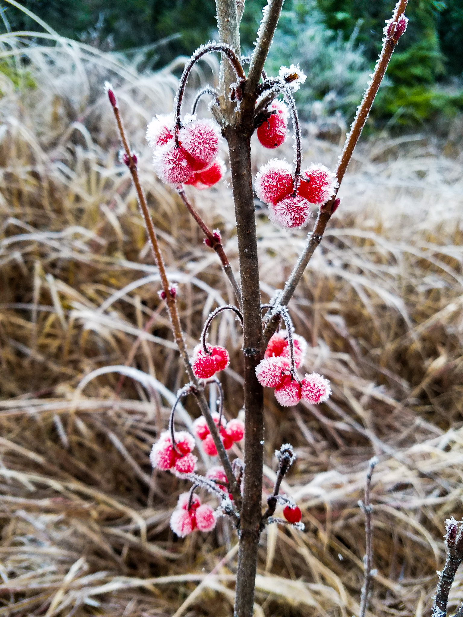 Samsung Galaxy S7 Edge Rear Camera sample photo. Berry tree photography