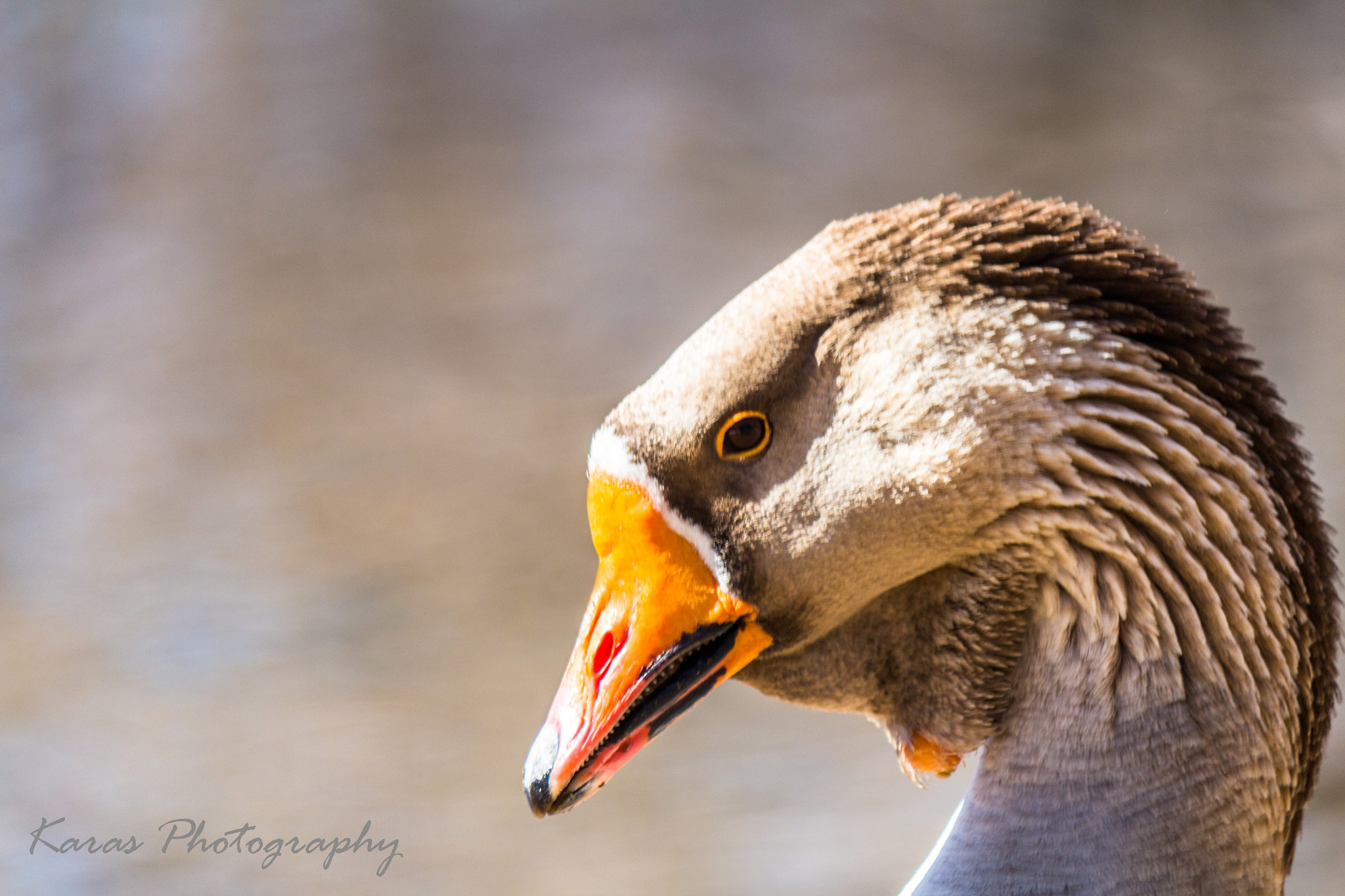 Canon EF-S 55-250mm F4-5.6 IS II sample photo. Des photography