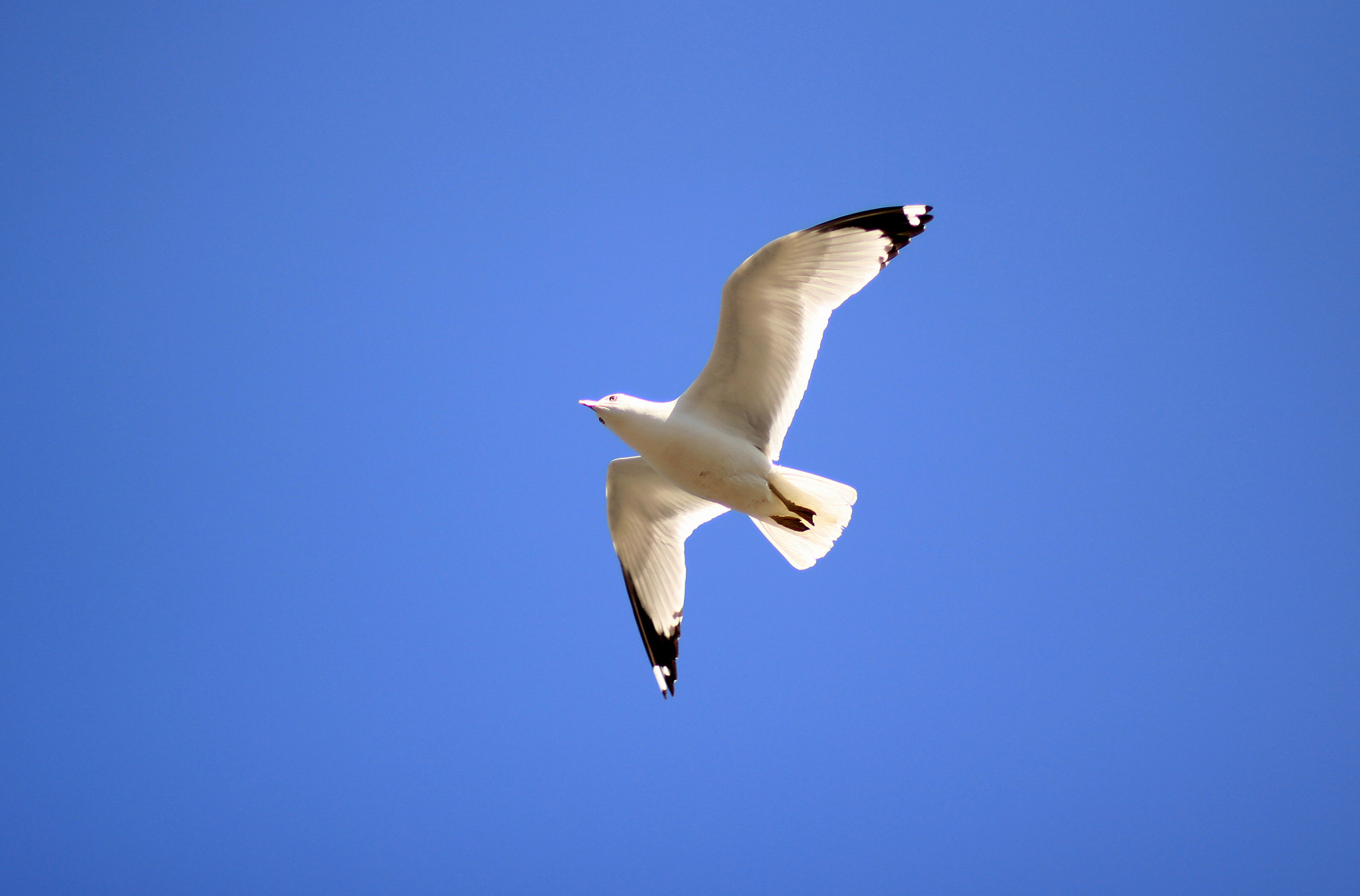 Canon EOS 60D + Canon EF 85mm F1.8 USM sample photo. Gulls photography
