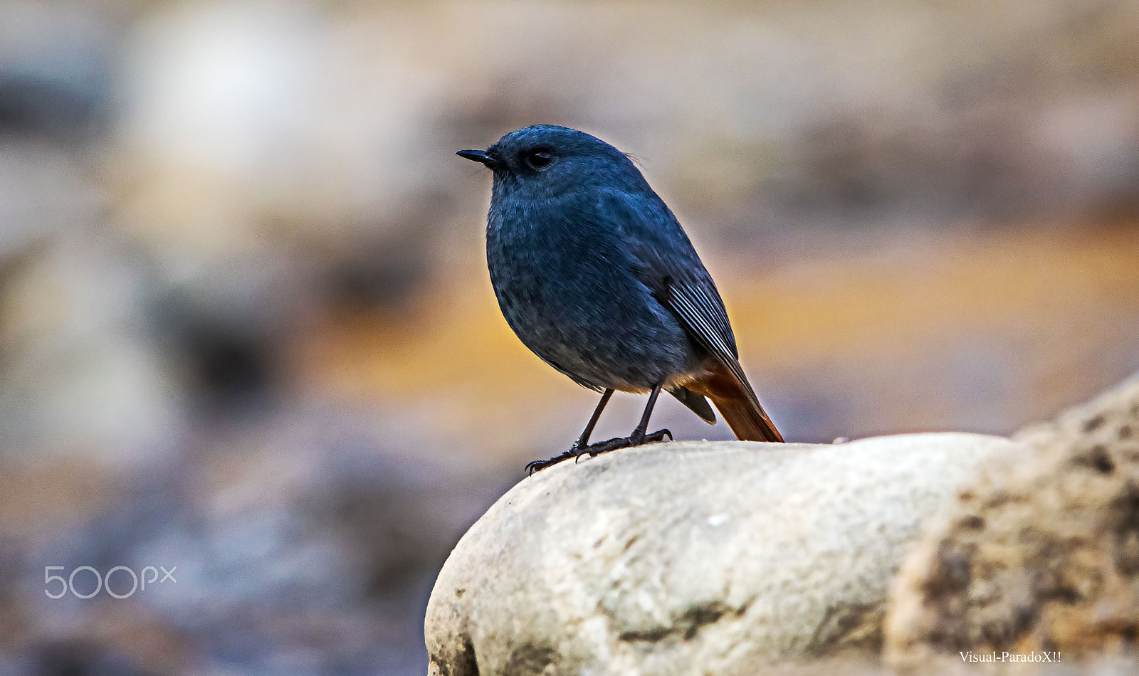 150-600mm F5-6.3 DG OS HSM | Contemporary 015 sample photo. Plumbeous water redstart photography