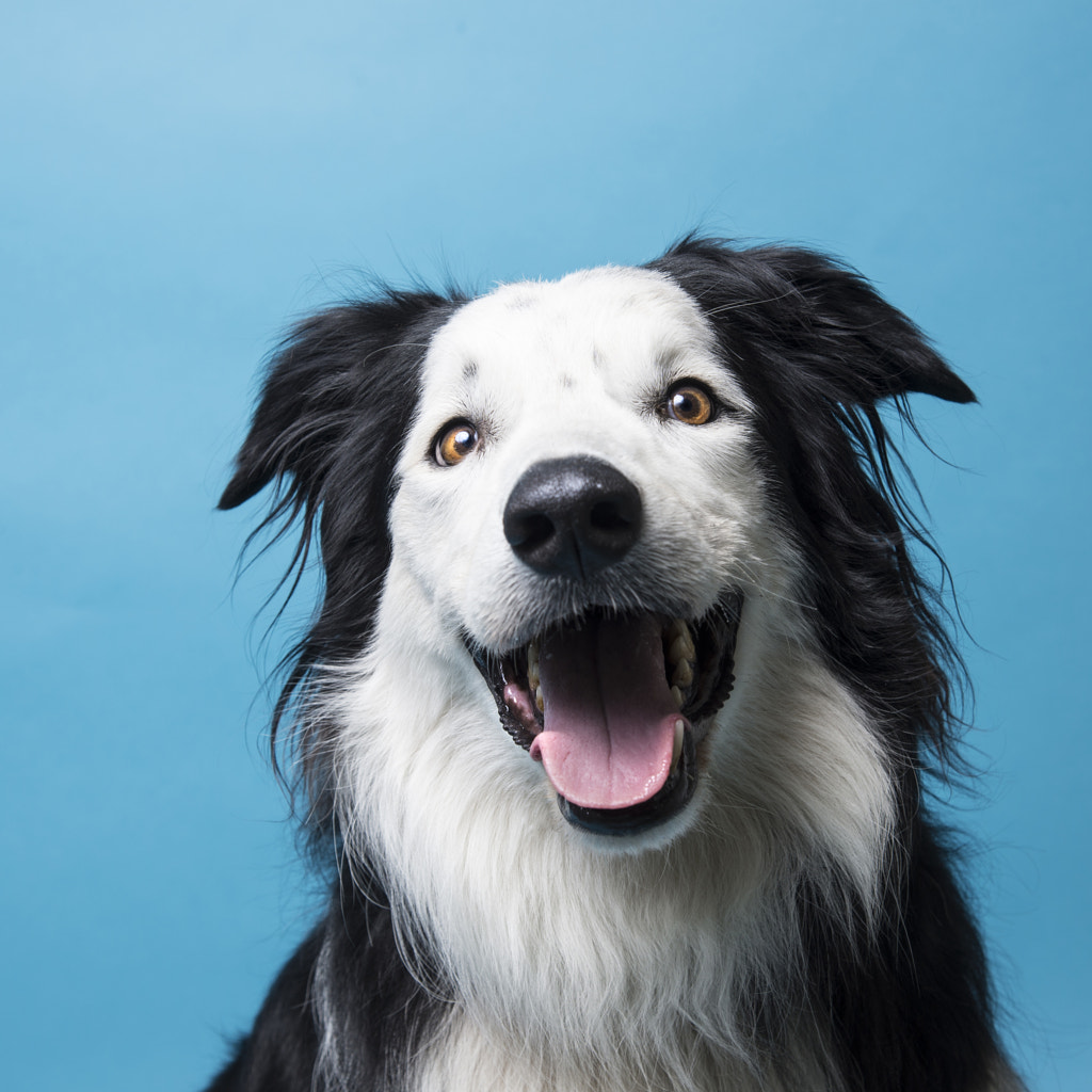 Benji the crazy collie dog by Toby Lea on 500px.com