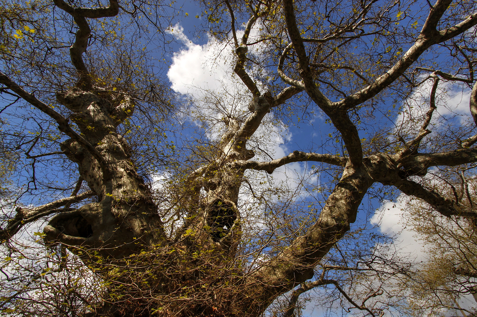 Canon EF-S 10-22mm F3.5-4.5 USM sample photo. The big tree photography