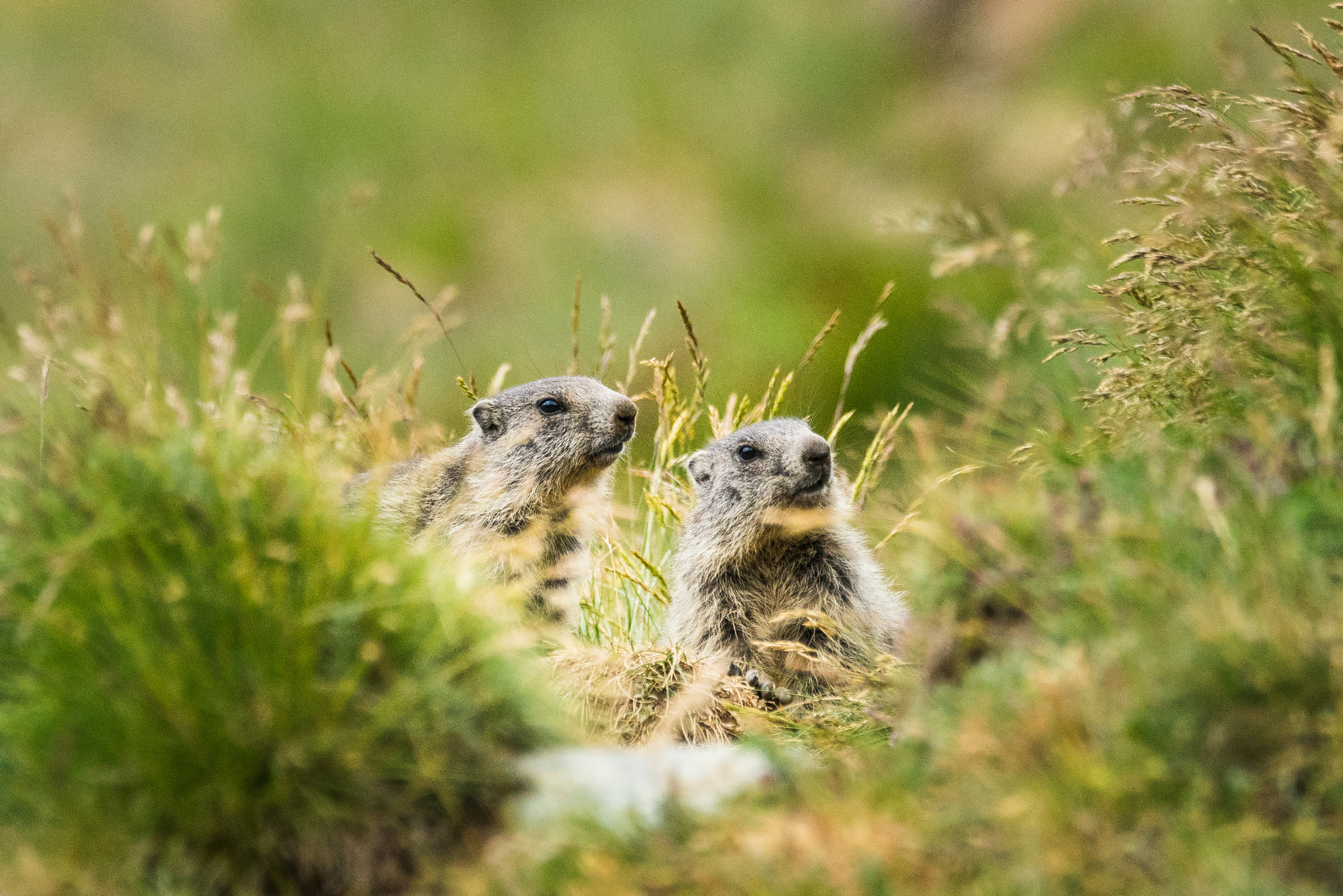 Sony a7R sample photo. Hiding in the grass photography