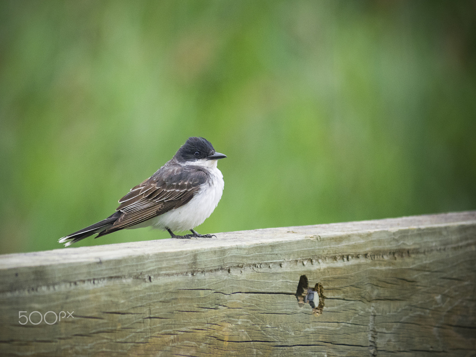 Olympus OM-D E-M1 sample photo. Eastern kingbird photography