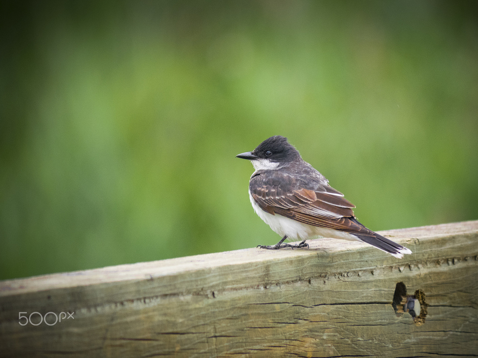 Olympus OM-D E-M1 sample photo. Eastern kingbird photography
