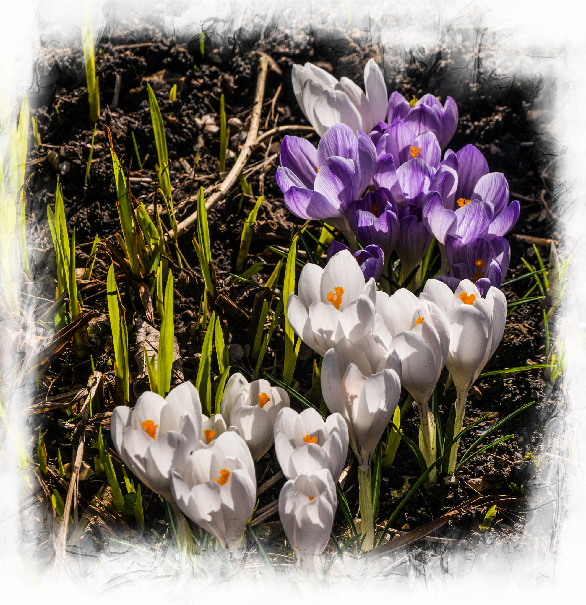 Panasonic Lumix DMC-G5 sample photo. Crocus photography
