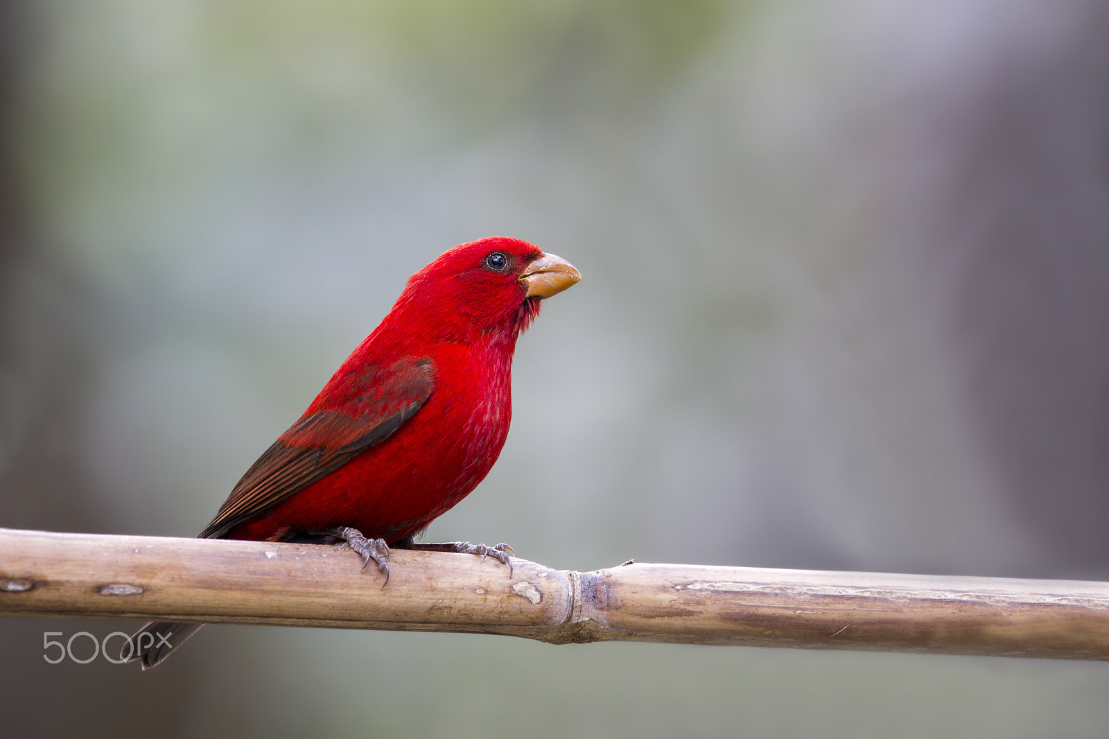 Nikon D4 + Nikon AF-S Nikkor 600mm F4E FL ED VR sample photo. Scarlet finch (m) photography