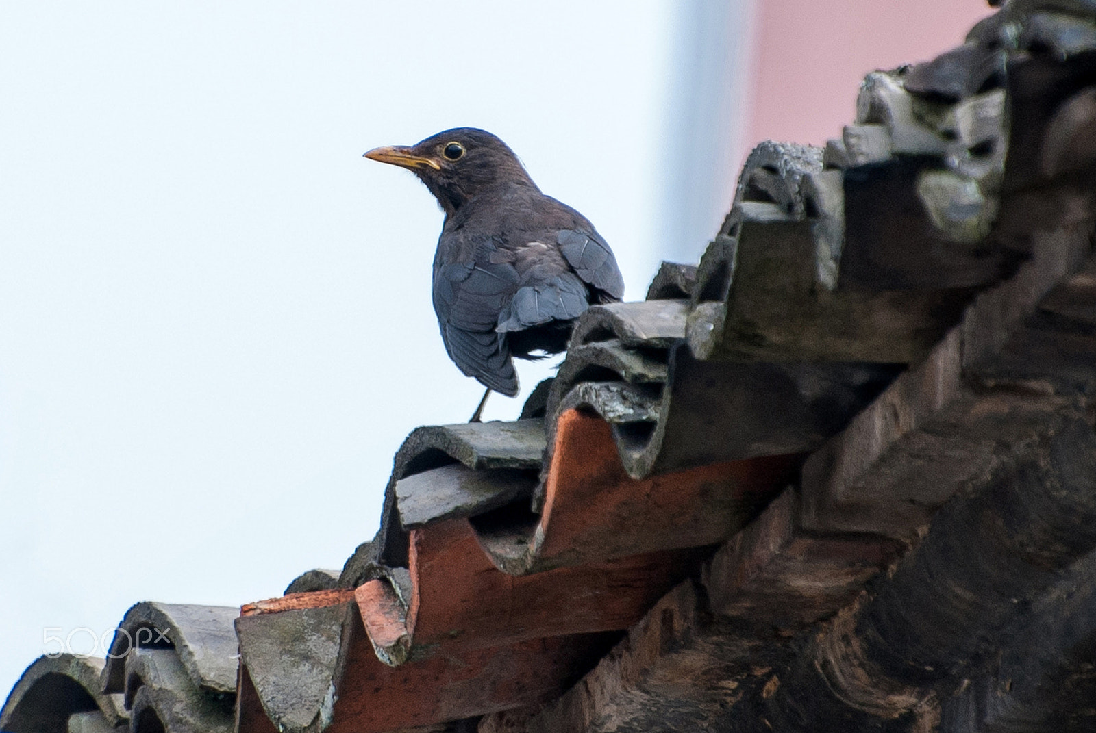 Nikon D80 sample photo. Blackbird photography
