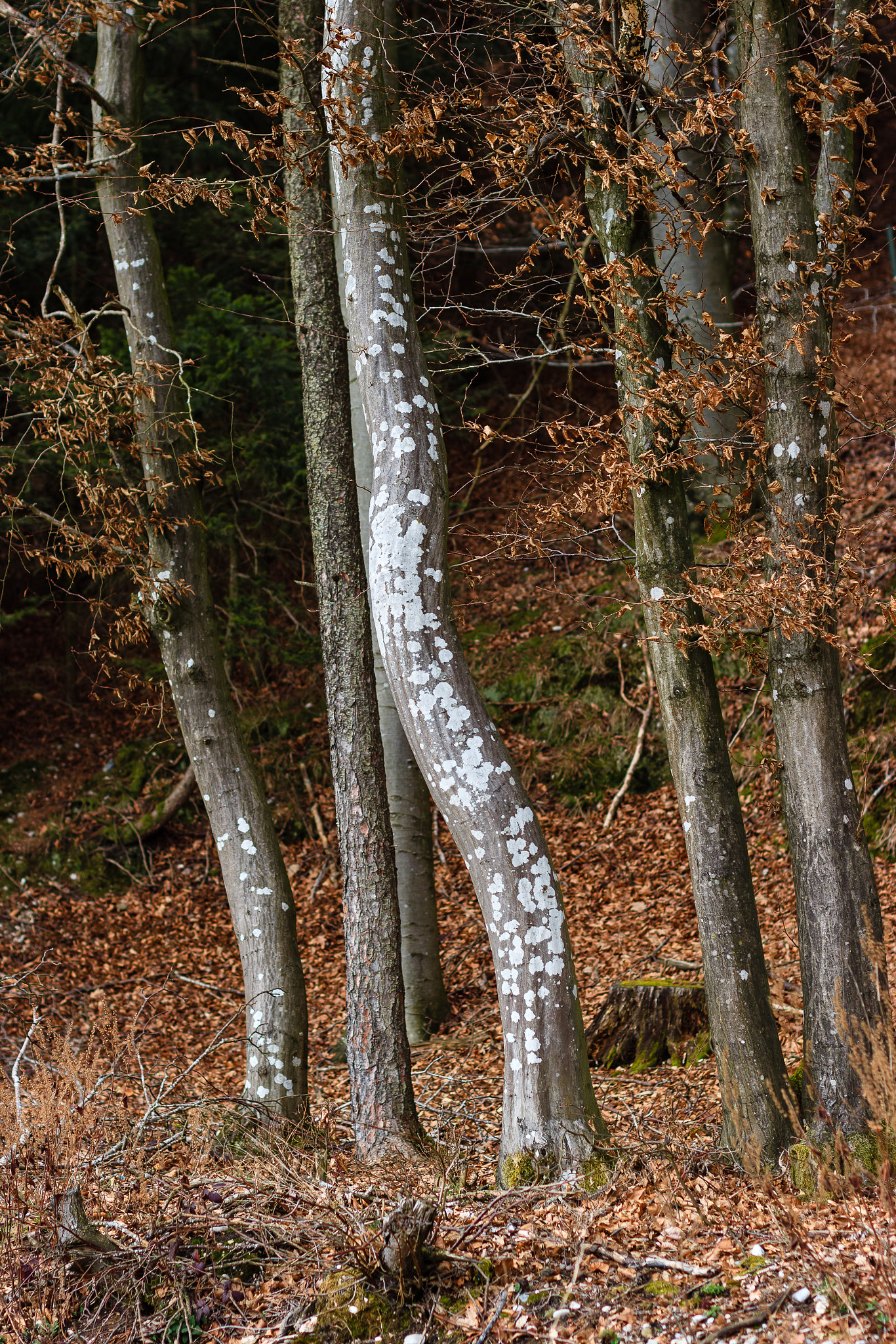 Canon EOS M10 + Canon EF 50mm F1.4 USM sample photo. Trees photography