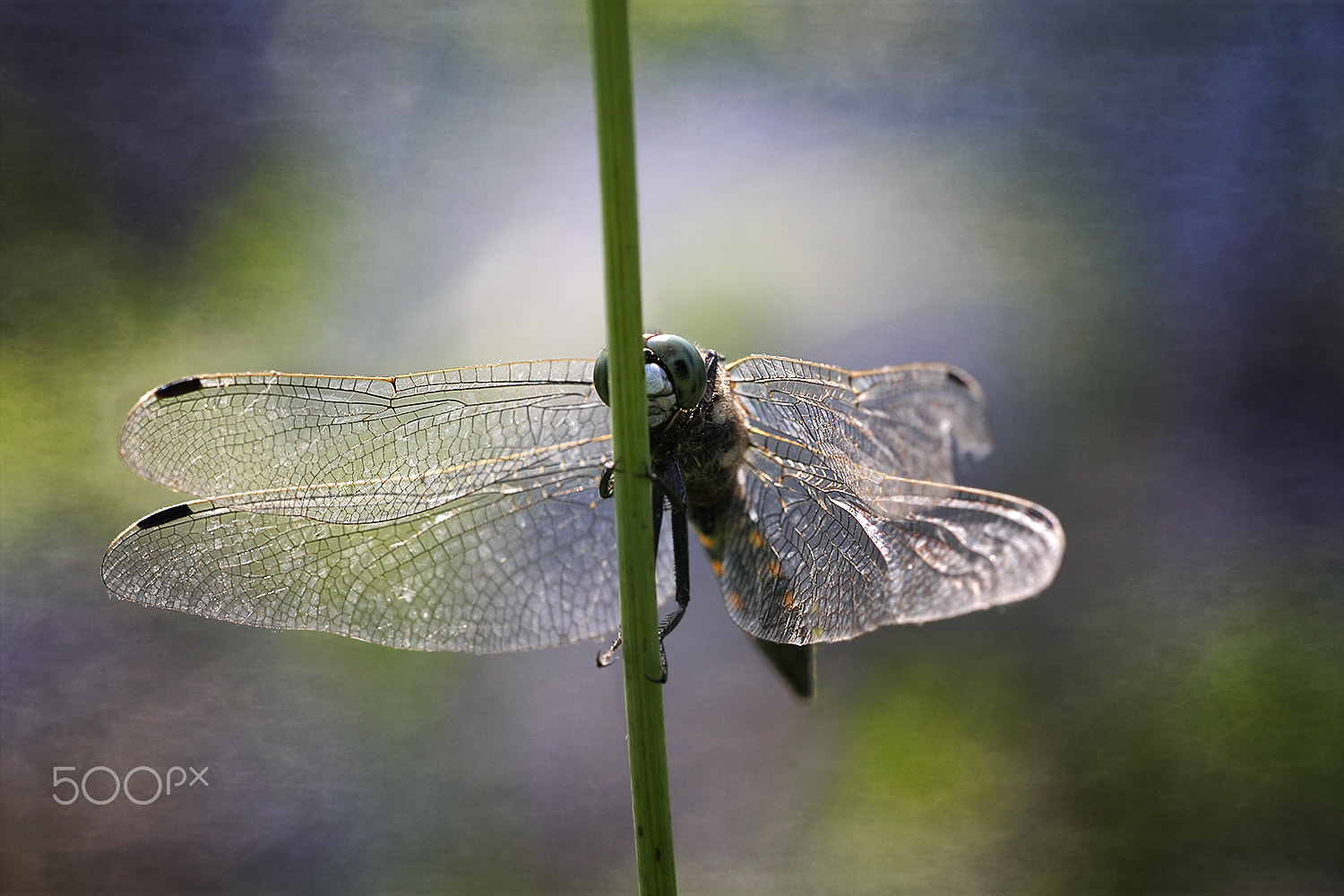 Sigma APO Macro 150mm f/2.8 EX DG HSM sample photo. Dragonfly's dream photography