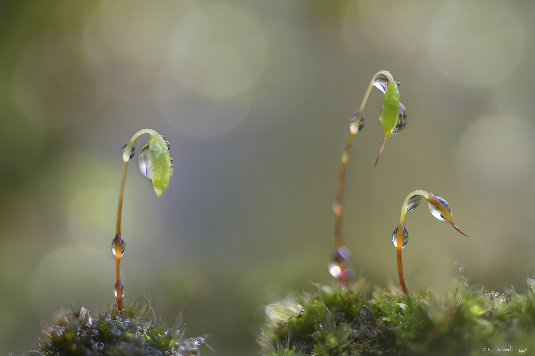 Nikon AF-S Micro-Nikkor 105mm F2.8G IF-ED VR sample photo. Tiny mosses photography