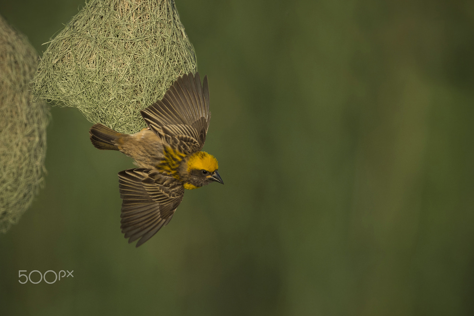 Nikon D5 + Nikon AF-S Nikkor 600mm F4G ED VR sample photo. Wing flapping baya weaver photography