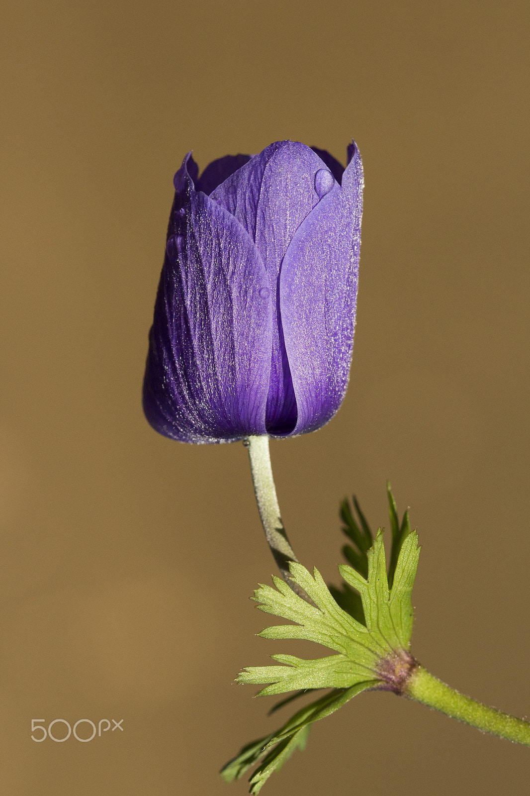 Canon EF 100mm F2.8 Macro USM sample photo. Anemon photography