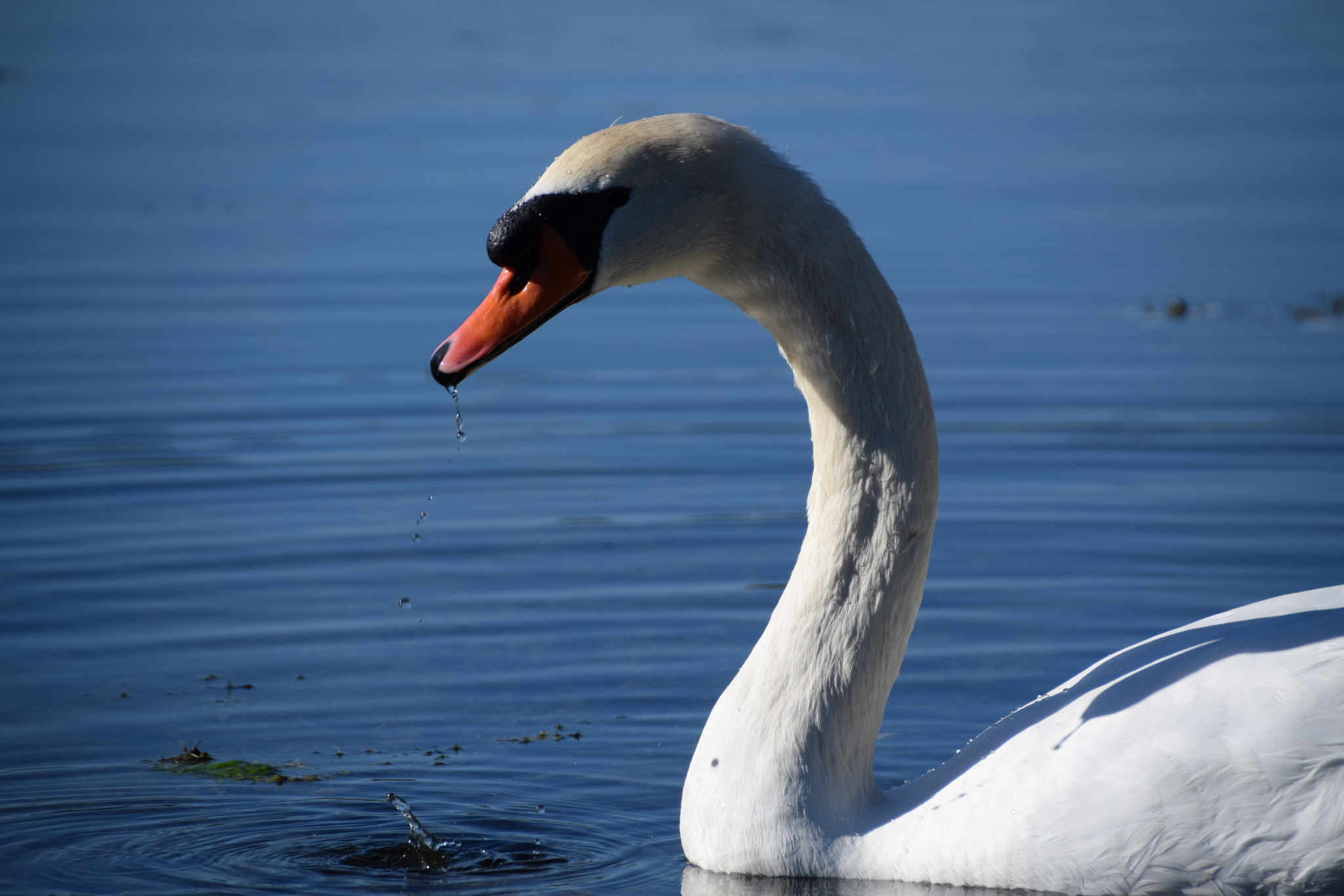 Sigma 18-250mm F3.5-6.3 DC Macro OS HSM sample photo. Splashing swan photography