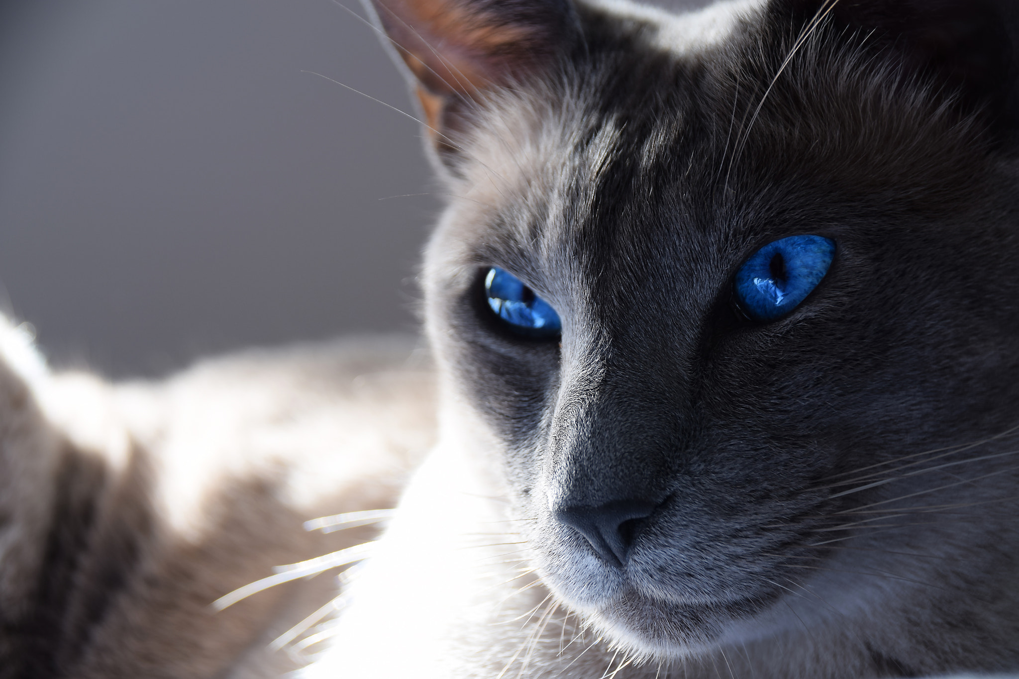 Sigma 18-250mm F3.5-6.3 DC Macro OS HSM sample photo. Siamese stares photography