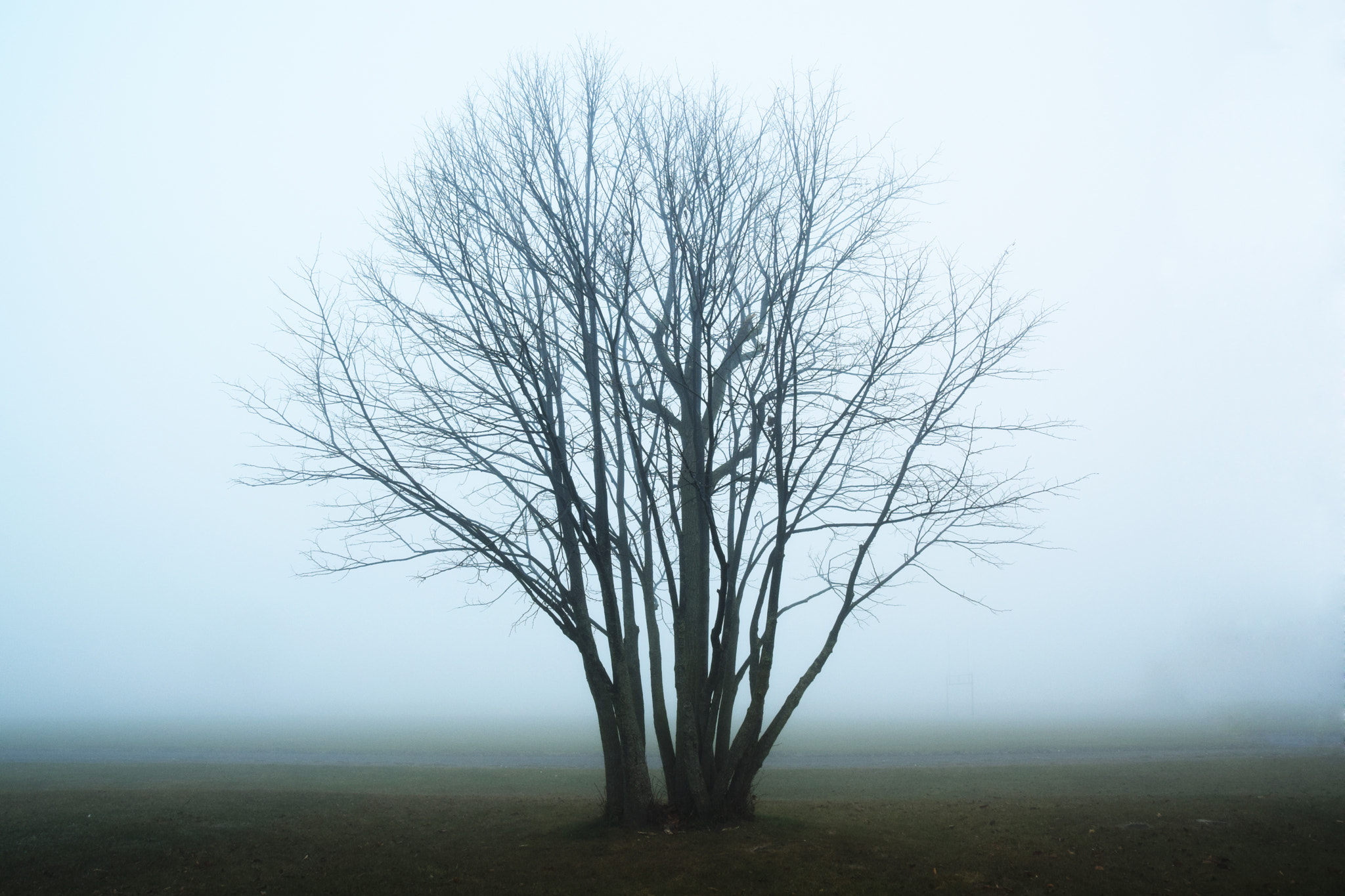 Sigma 18-250mm F3.5-6.3 DC Macro OS HSM sample photo. Alone in the fog photography