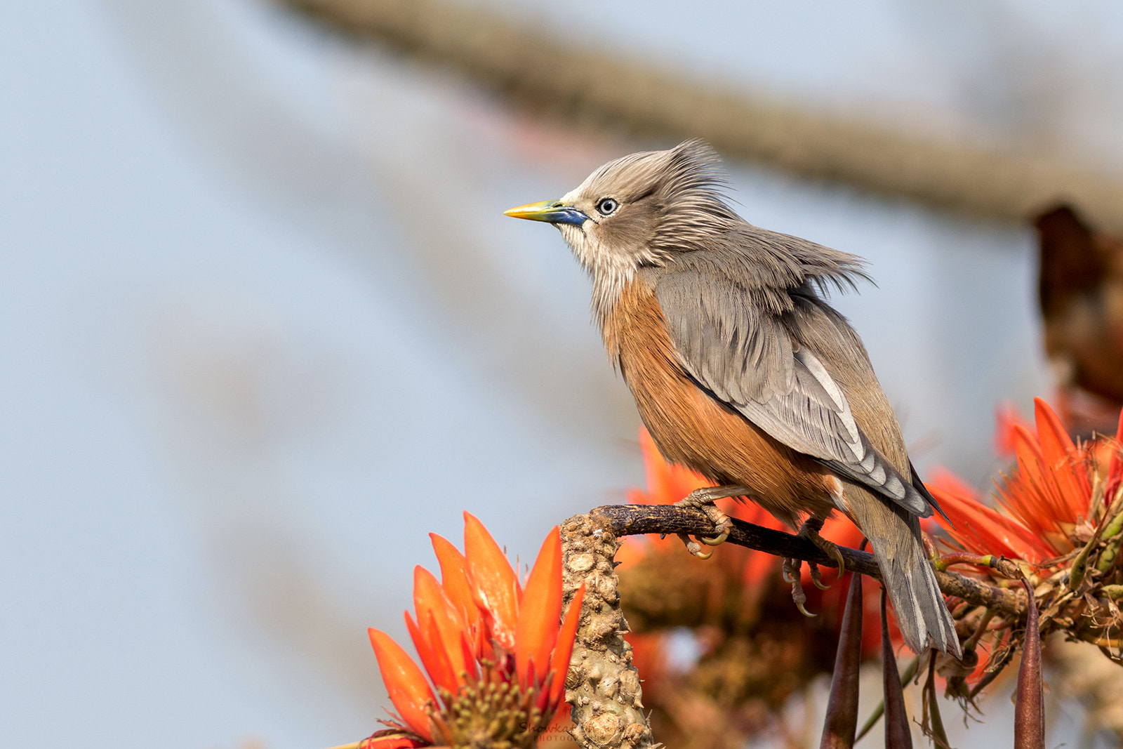 Canon EF 300mm F4L IS USM sample photo. Chestnut tailed starling photography